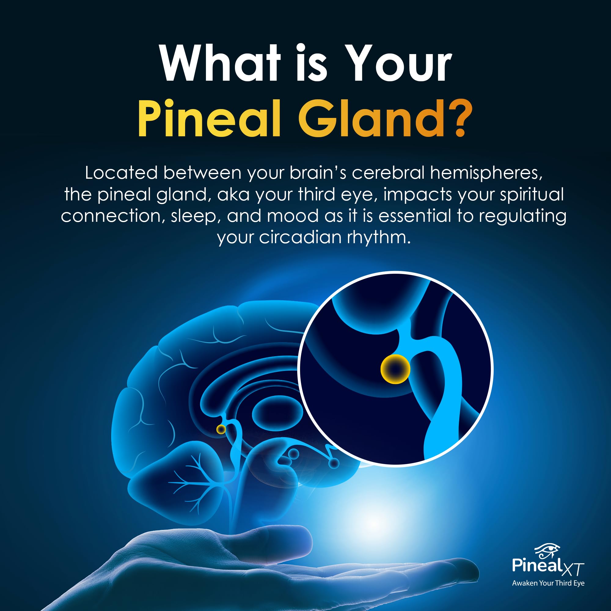 Nutraville Pineal XT Gold - Pineal Gland Supplement - Third Eye Awakening - Focus and Memory Supplement for Brain - 7 Powerful Ingredients Decalcify, Detox, and Activate Your Pineal Gland, 2 Pack Nutraville buy supplements canada