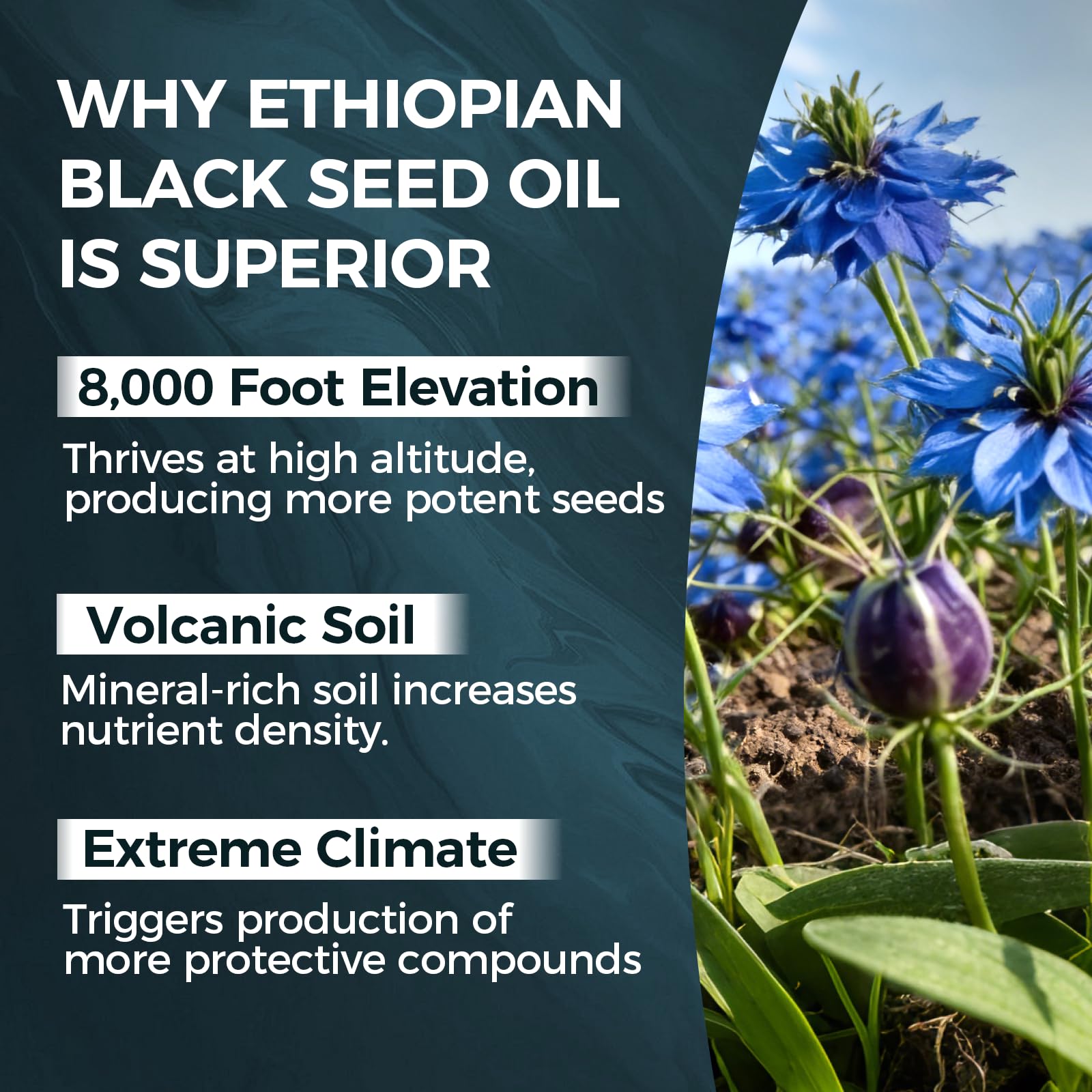 TUVAAZ PURELYNUTRIENT Ethiopian Black Seed Oil Capsules with 4.64% Thymoquinone, Immune Support & Digestion & Energy Booster TUVAAZ buy supplements canada