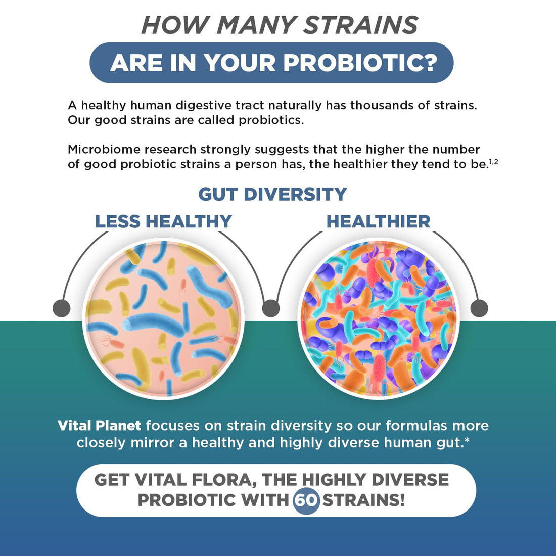 Vital Planet - Vital Flora Ultra Daily Probiotic 60 Billion CFU, Diverse Strains, Organic Prebiotics, Immune Support, Bloating Relief, Digestive Health Probiotics for Women and Men 60 Capsules Vital Planet buy supplements canada