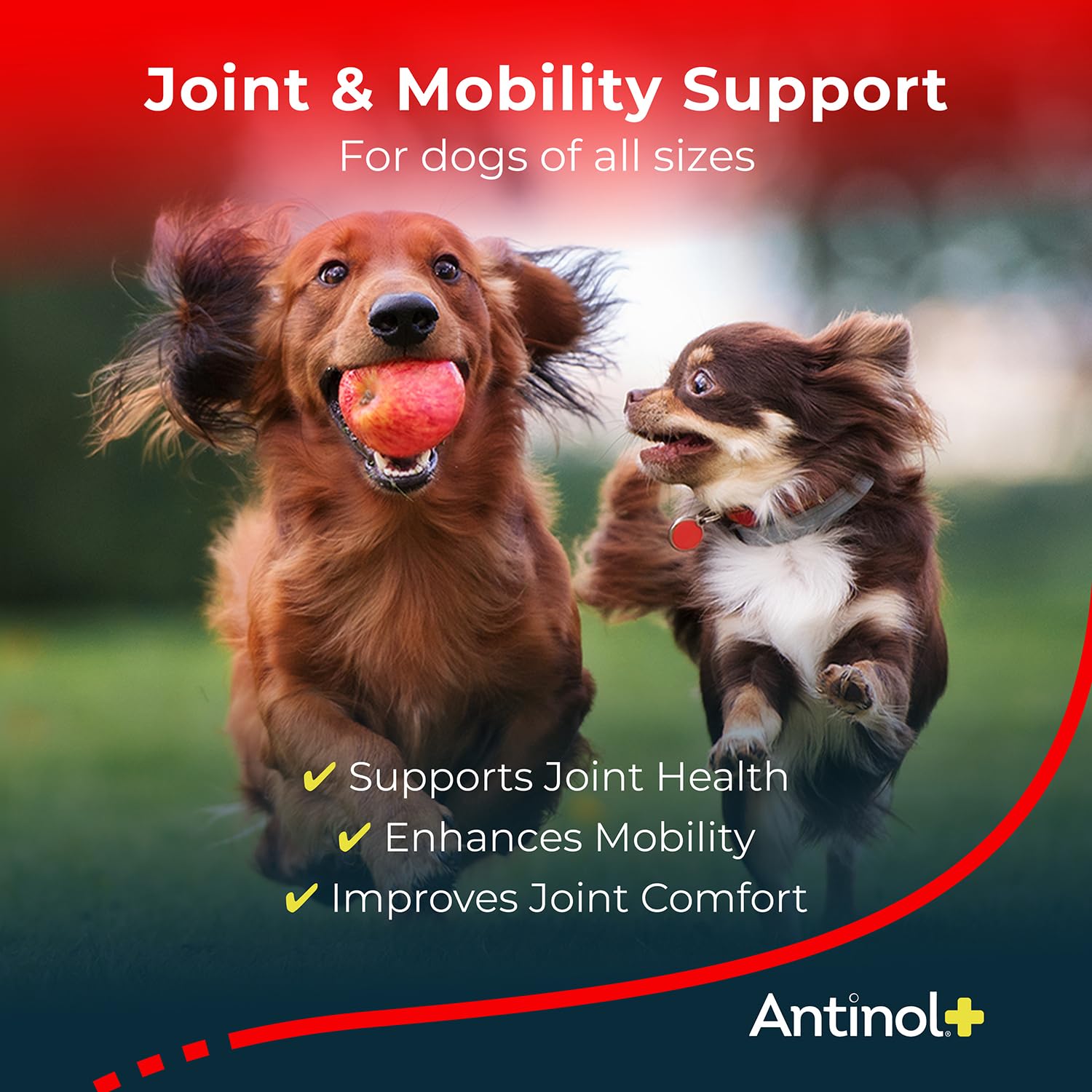 Antinol Plus, Mobility, Hip, and Joint Supplement for Dogs, Green-Lipped Mussels and Krill Oil - Dog Joint Supplement, Better and Faster Than Glucosamine and Chondroitin, 120 Soft Gels Antinol buy supplements canada