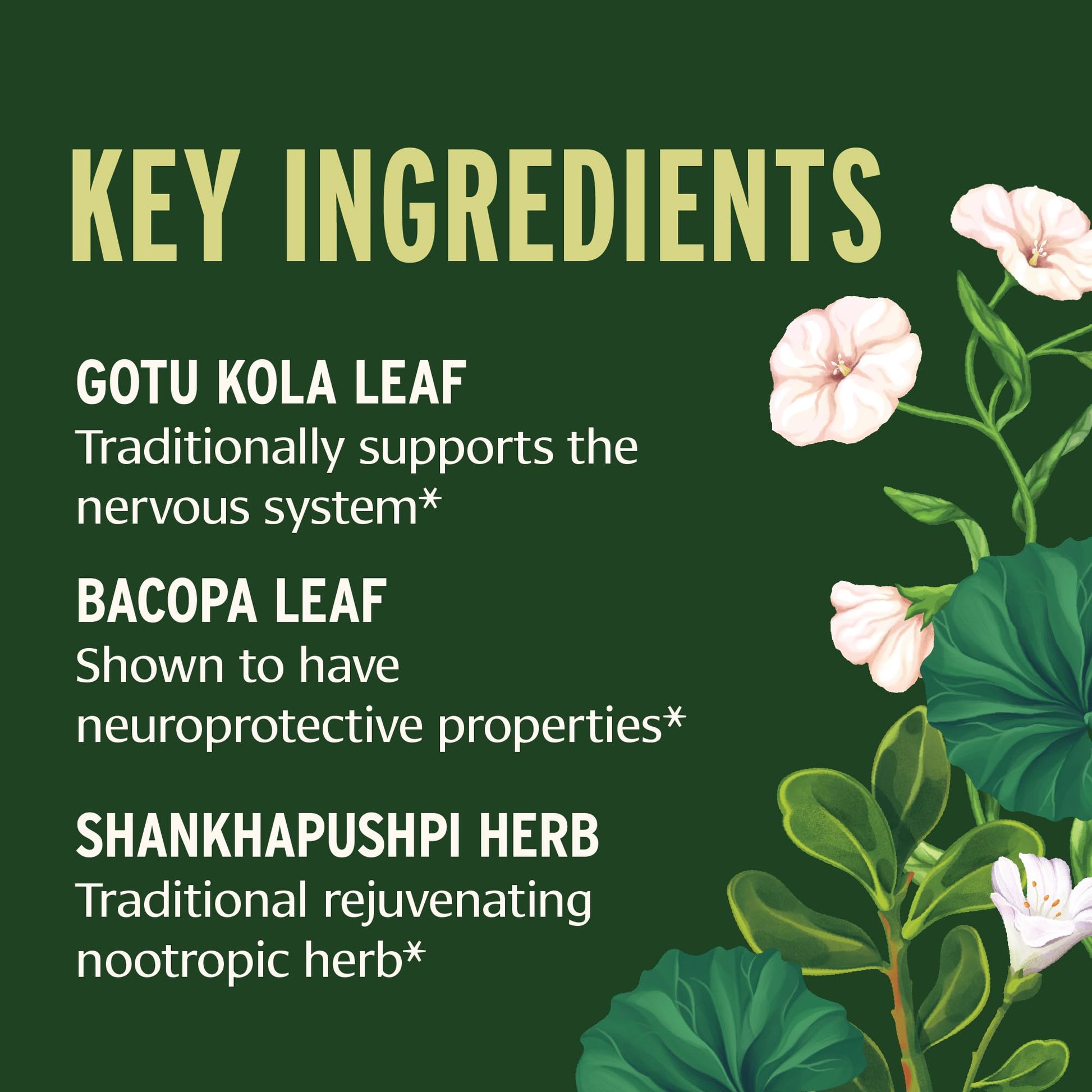Banyan Botanicals Focus Liquid Extract – Organic Focus Supplement – Liquid Extract in Non-Alcoholic Glycerin – Nootropic Herbs for Fast-Acting Support* – 1 oz. – Non-GMO Sustainably Sourced Vegan Banyan Botanicals buy supplements canada