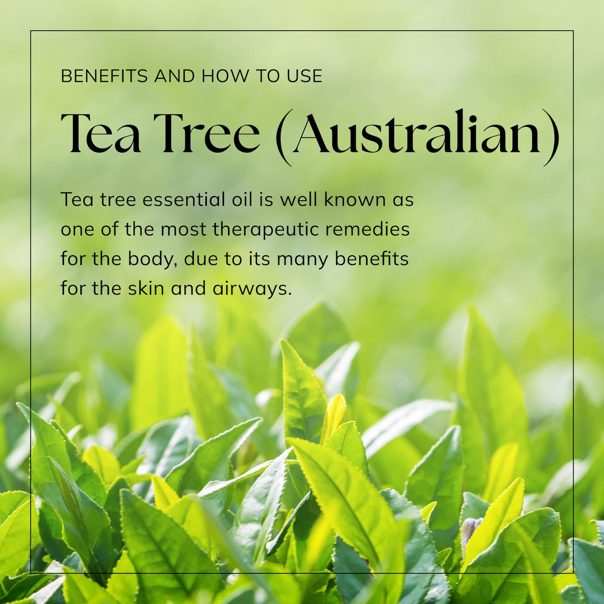 Nikura Pure Australian Tea Tree Essential Oil for Skin, Nail Fungus, Face, Hair, Acne nikura buy supplements canada