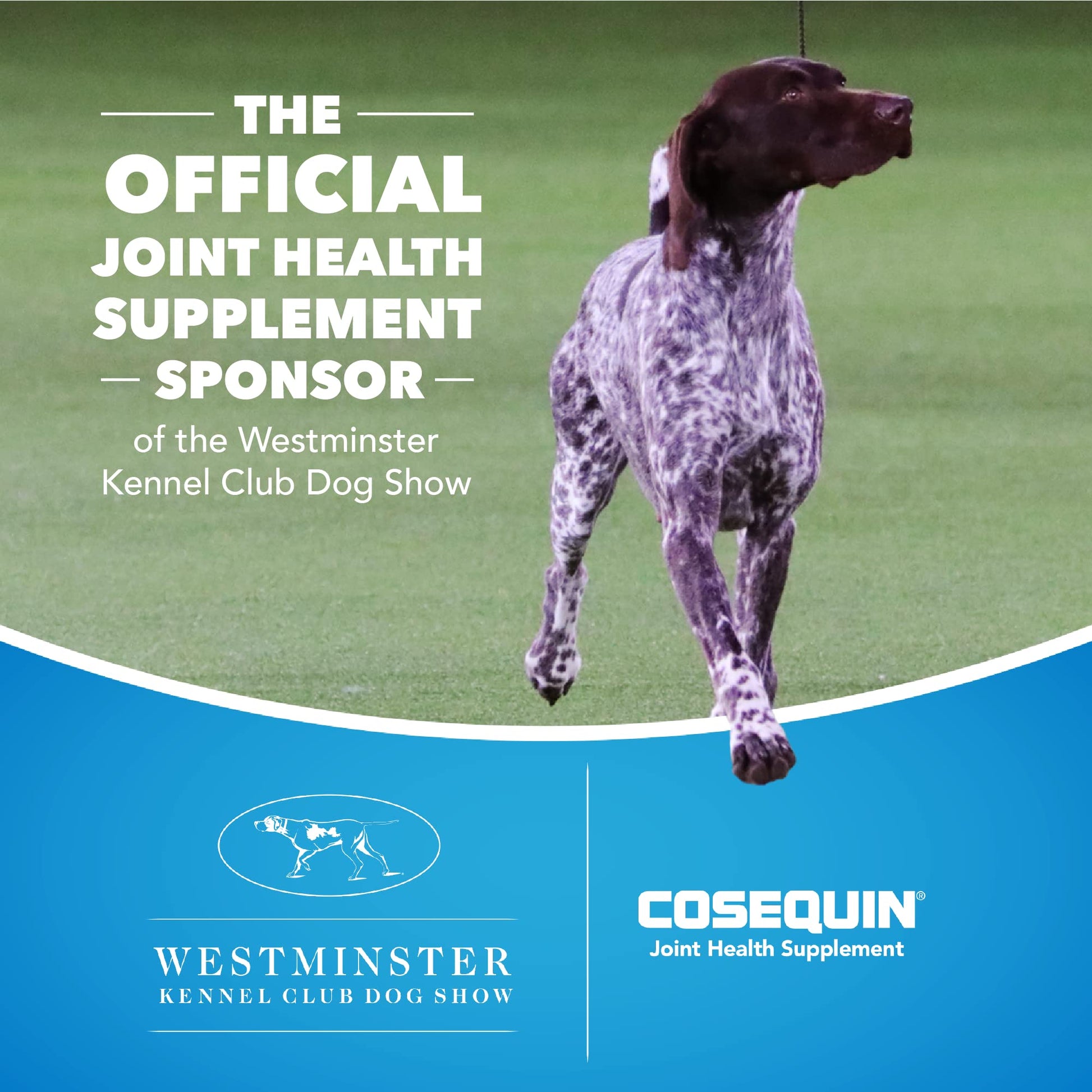 Nutramax Laboratories Cosequin Maximum Strength Joint Health Supplement for Dogs Nutramax Laboratories buy supplements canada