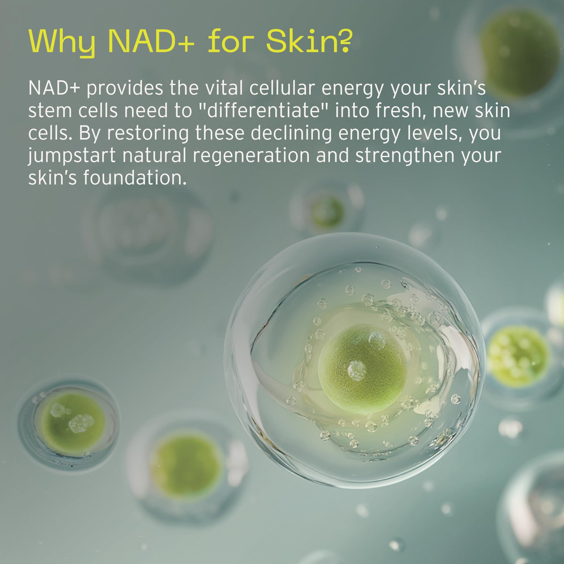 Aramore NAD+ Cell Energizing Skin Care Treatment with Proprietary NAD+ Precursor Complex, Clinically Proven to Target 12 Signs of Aging - 15ml Aramore buy supplements canada