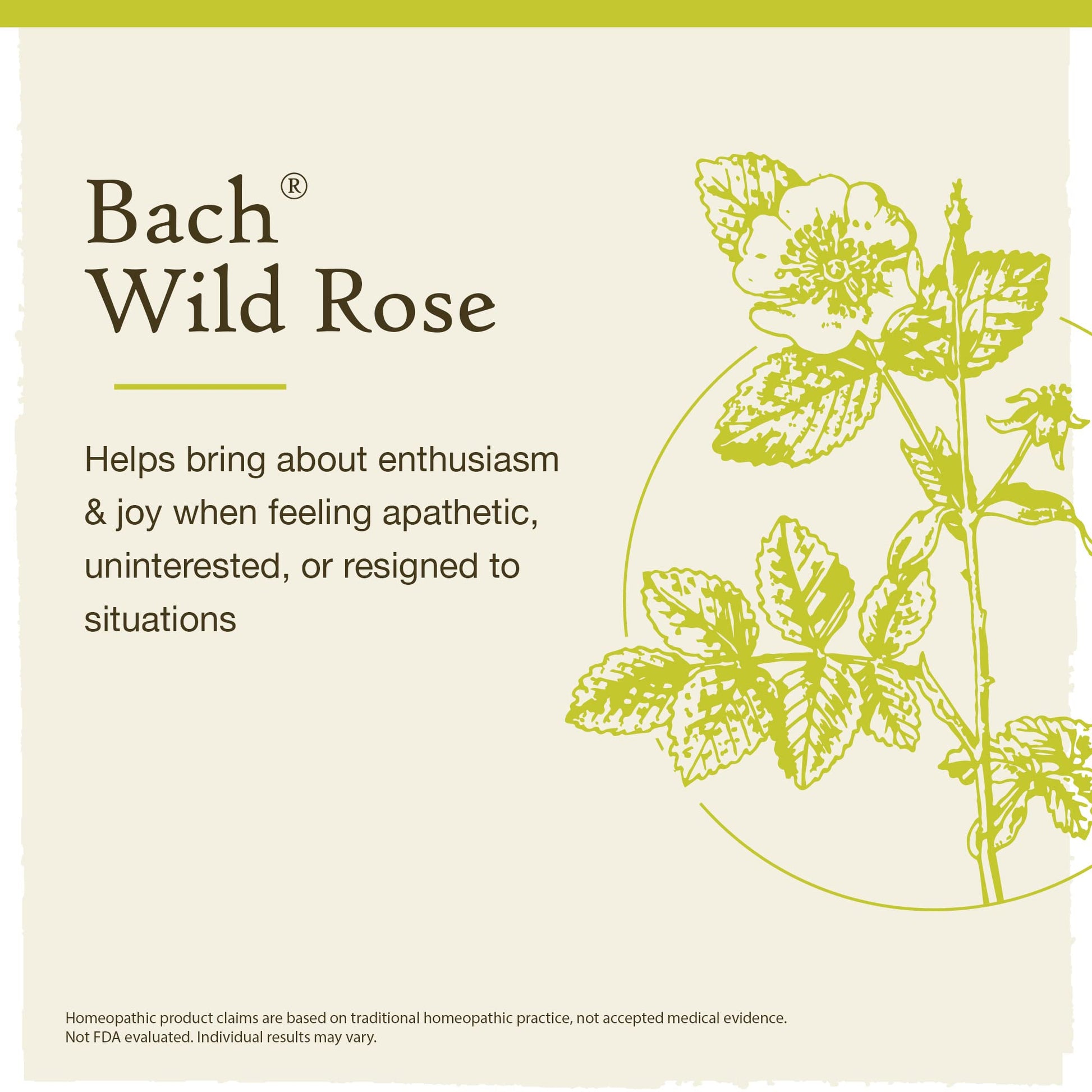 Bach Original Flower Remedies, Wild Rose for Enthusiasm (Non-Alcohol Formula), Natural Homeopathic Bach buy supplements canada