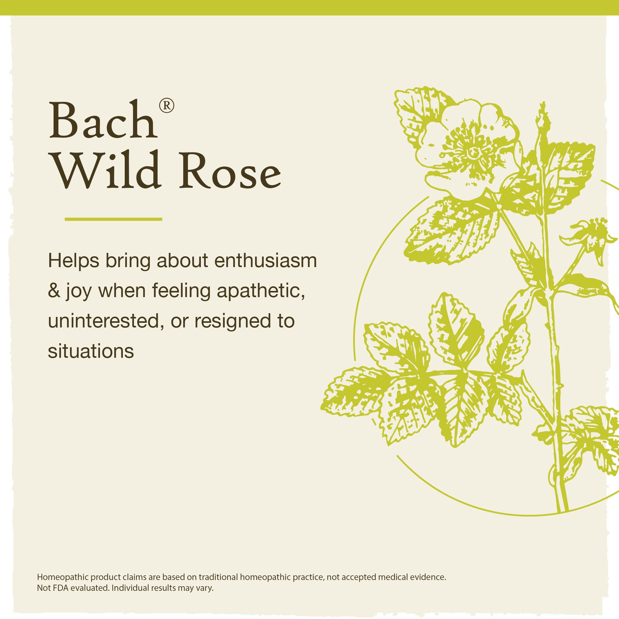 Bach Original Flower Remedies, Wild Rose for Enthusiasm (Non-Alcohol Formula), Natural Homeopathic Bach buy supplements canada