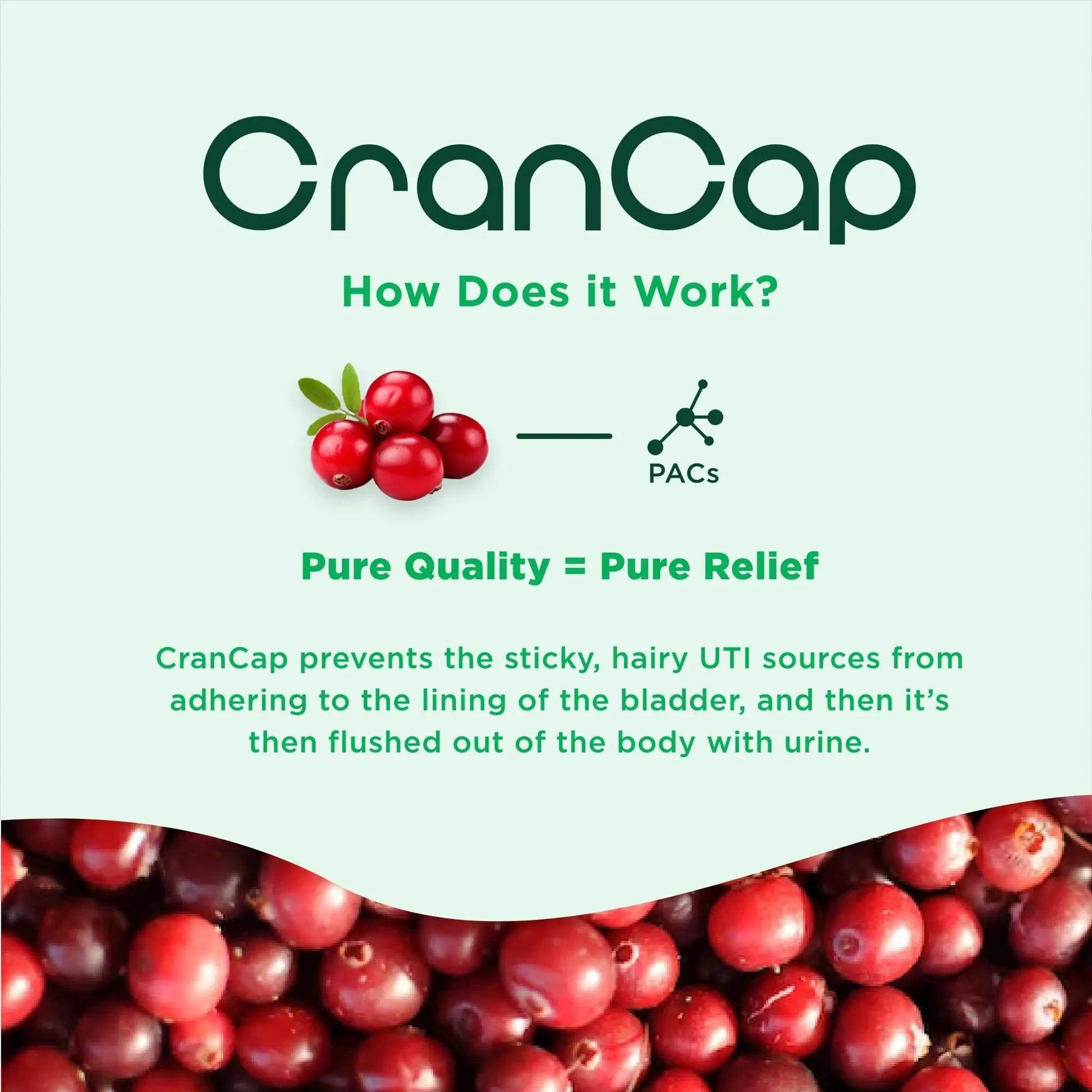 CranCap - Cranberry Pills - Urinary Tract Health Cranberry Supplement - 36mg of Potent PACs - Non GMO, Vegan, Gluten Free - by Heale - 30 Capsules CranCap buy supplements canada