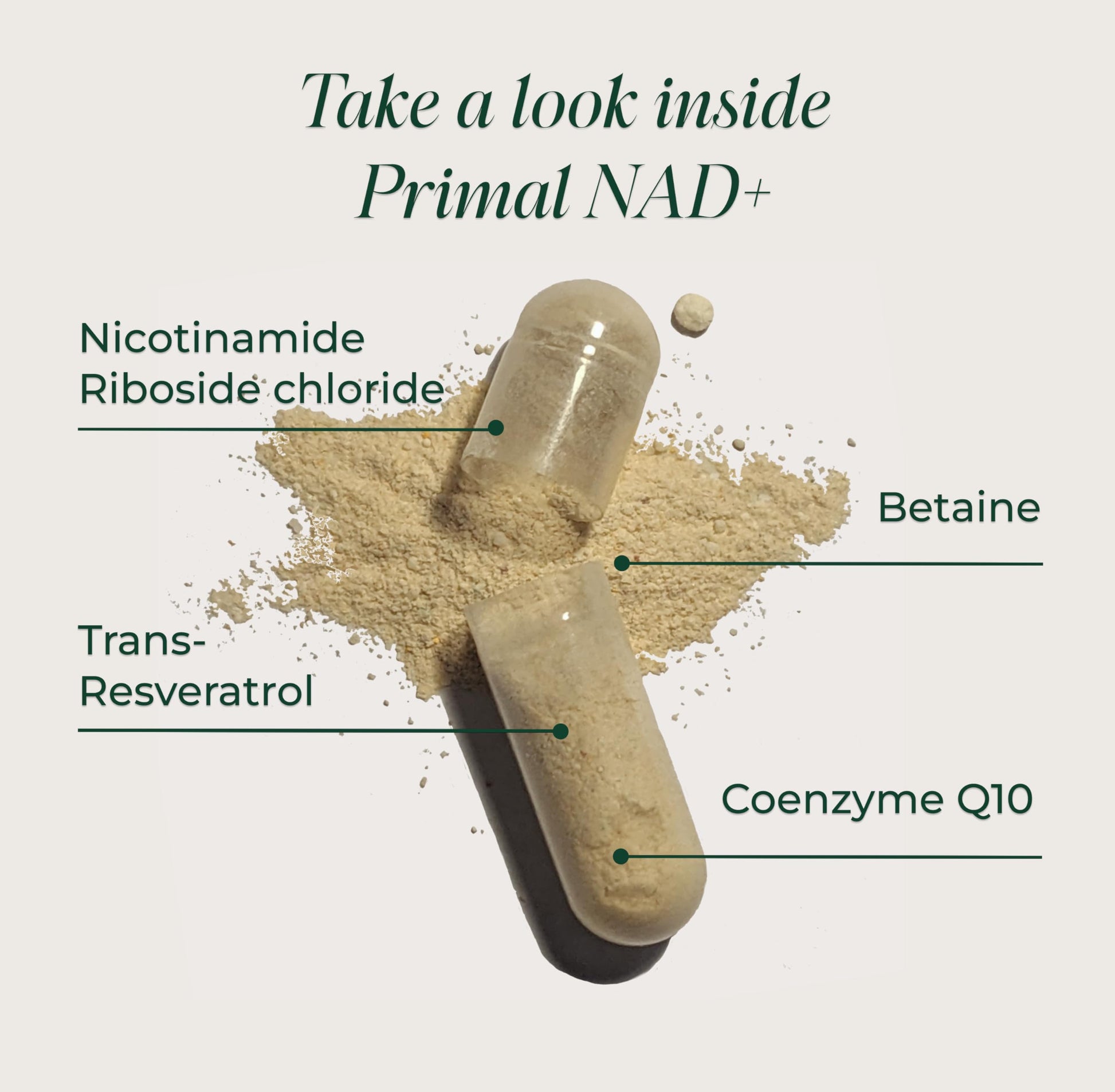 Primal Harvest NAD+ Supplement: Nicotinamide Riboside, Trans-Resveratrol, Betaine, CoQ10, NAD Supplements for Cellular Health, Energy, and Mitochondrial Support Primal Harvest buy supplements canada