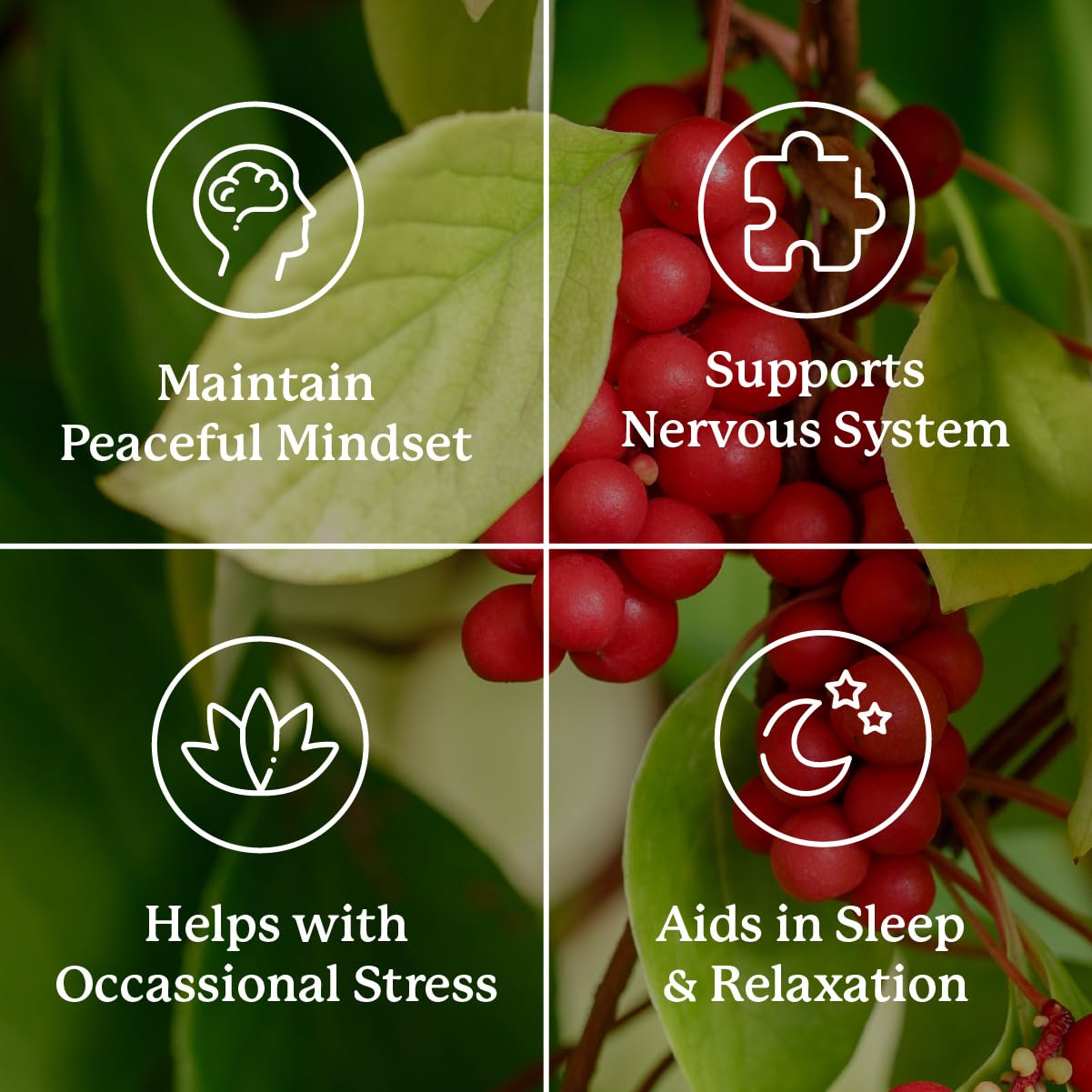 Nature's Sunshine Nutri-Calm- Herbal Stress Relief Supplement for Natural Relief, Mood Support and Boost, Nervous System Support - 100 Count Nature's Sunshine buy supplements canada
