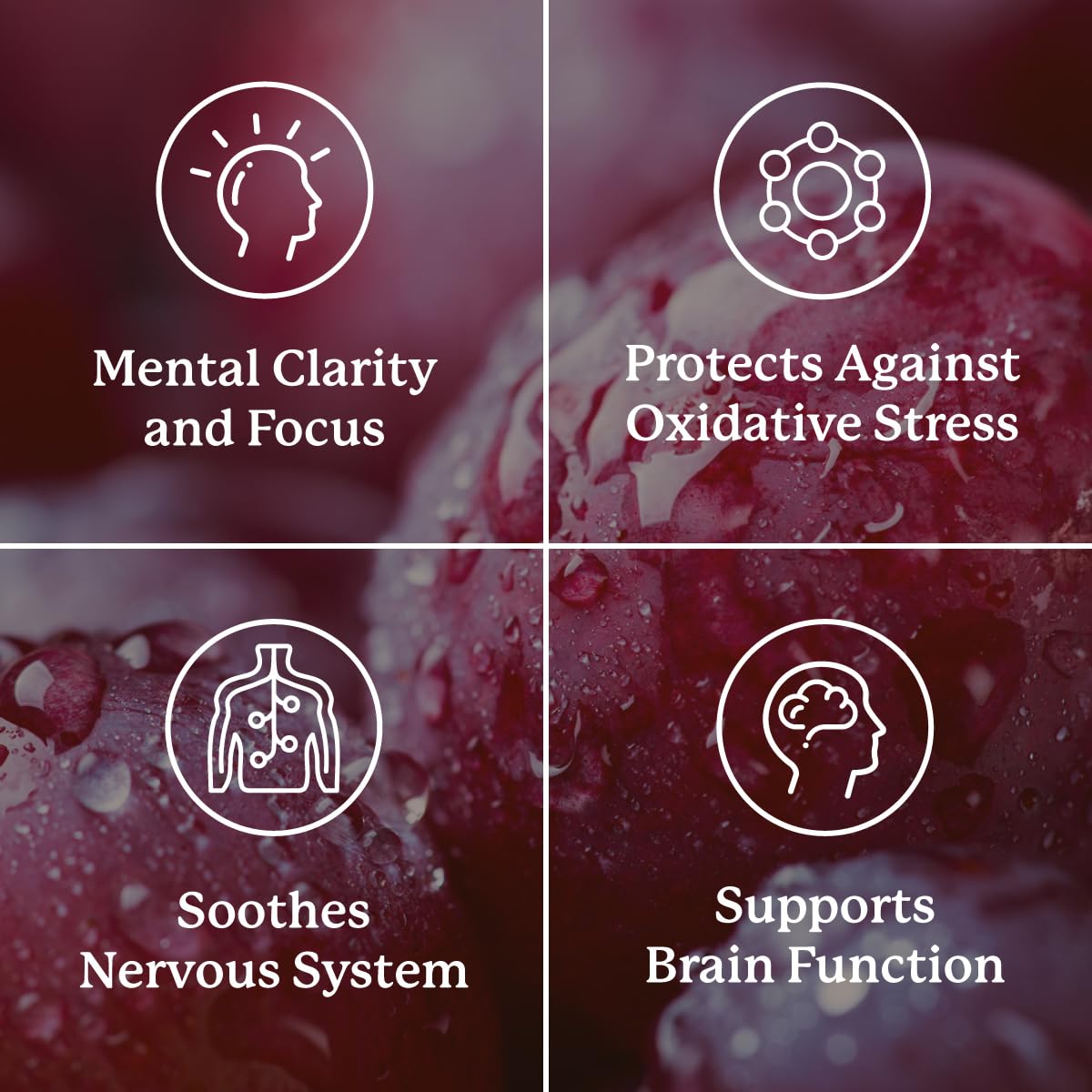 Nature's Sunshine Focus Attention, 90 Capsules, Provides Nutrients That Help Maintain Normal Brain-Stimulation Levels While Supporting Blood Circulation and Neurotransmitter Levels in The Brain Nature's Sunshine buy supplements canada