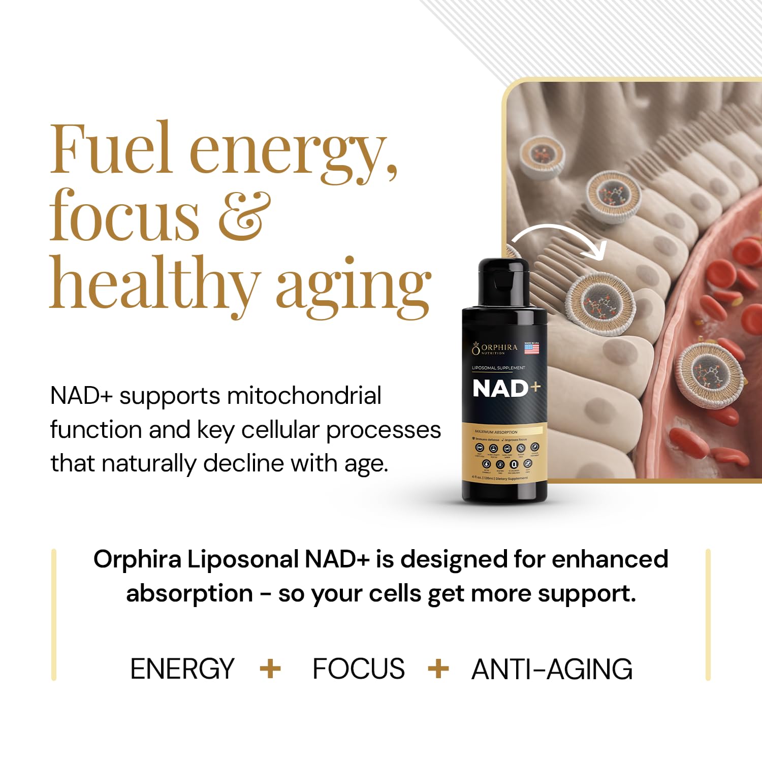 Orphira Liquid Liposomal NAD+ Supplement - 10x Better Absorption for Cellular Energy, Mental Clarity, Healthy Aging & Vitality Support - Enhanced NAD Plus, Vegan, Non-GMO - 30 Servings (4 fl oz) Orphira Nutrition buy supplements canada