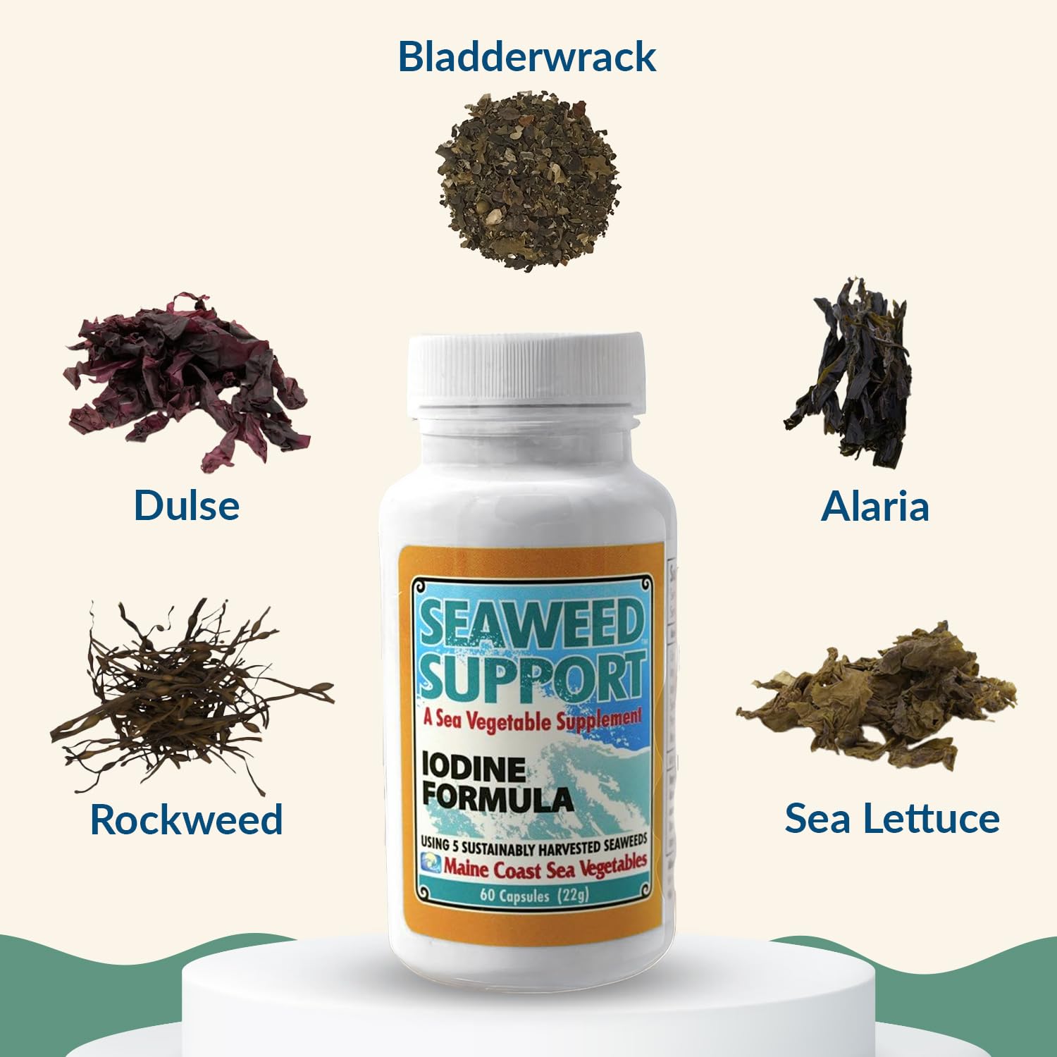 Maine Coast Sea Vegetables Seaweed Support Iodine Formula | Source of Iodine from Seaweed | Daily Use Iodine Supplement | Organic Alaria, Rockweed, Sea Lettuce, Dulse & Bladderwrack blend | 60 Capsule Maine Coast Sea Vegetables buy supplements canada