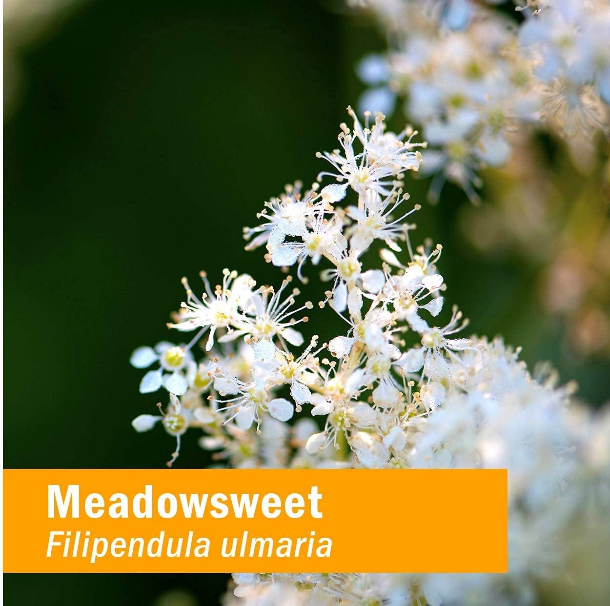 Herb Pharm Certified Organic Meadowsweet Liquid Extract for Minor Pain - 1 Ounce (DMEAD01) Herb Pharm buy supplements canada