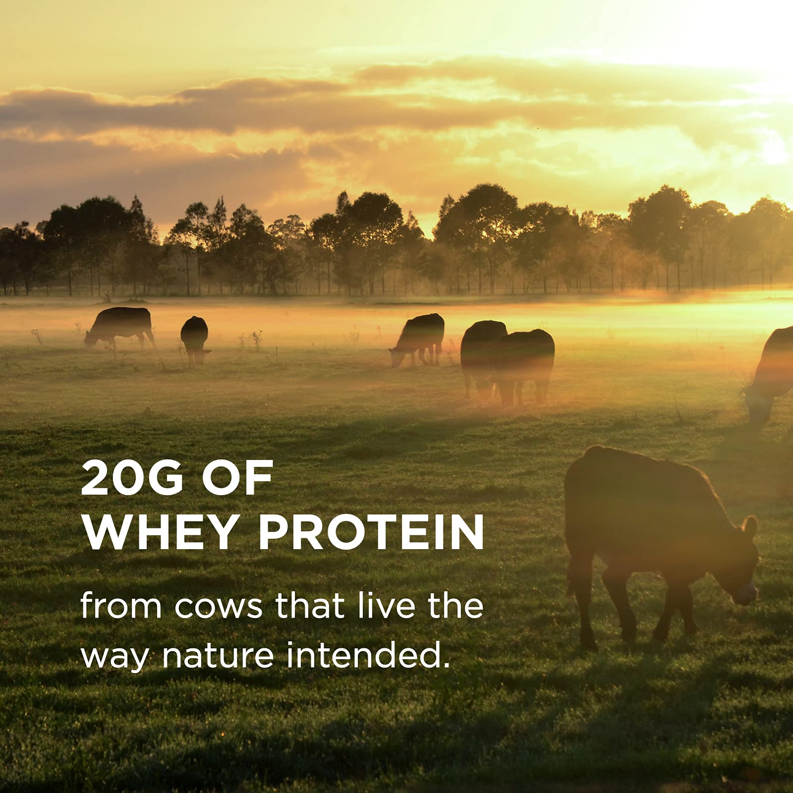 Solgar Whey To Go Natural Vanilla Flavour Protein Powder 340 g - Grass-Fed Whey from New Zealand Cows SOLGAR buy supplements canada