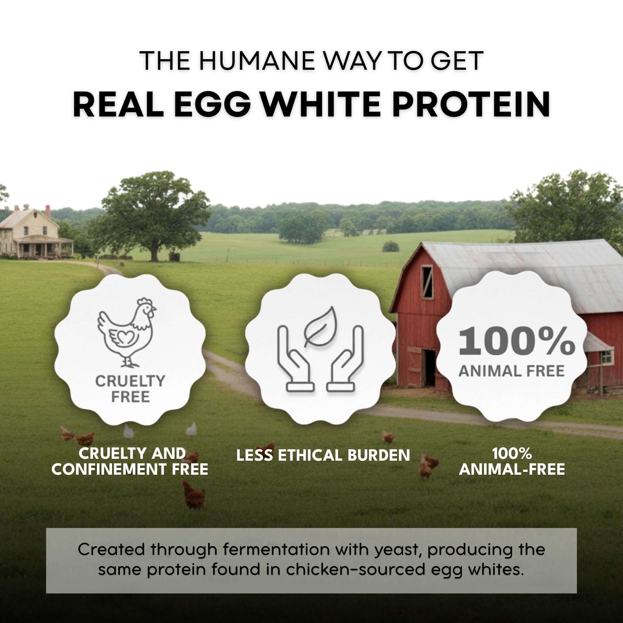 Healthier Comforts Animal-Free Egg White Protein Powder | Make Vegan Egg Omelets, Angel Food Cake, Meringue, Protein Shakes | Whips and Binds Just Like Traditional Egg Whites (8 oz) Healthier Comforts buy supplements canada