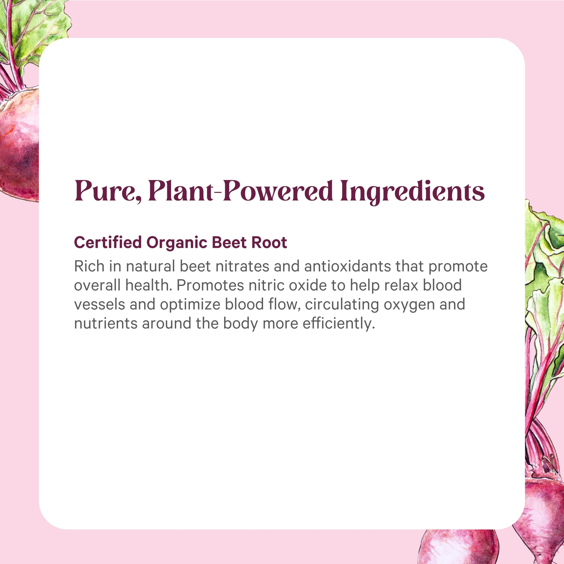 PURE SYNERGY Organic Beet Juice Powder | Pre-Workout Supplement | Organic Beet Root Juice Powder | for Healthy Circulation, Exercise, and Detoxification (6.4 oz.) PURE SYNERGY buy supplements canada