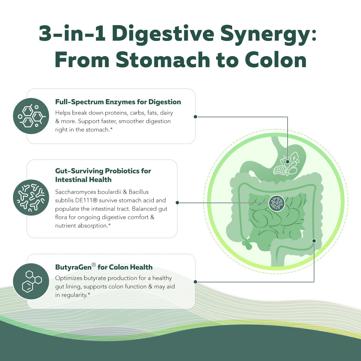 Flora Digest - 3-in-1 Max Strength Digestive Enzymes + Gut Surviving Probiotics & ButyraGen® Postbiotic for Optimal Digestion, Bloating Relief, Regularity, Gut Lining & Colon Support - (60 Capsules) Triquetra Health buy supplements canada
