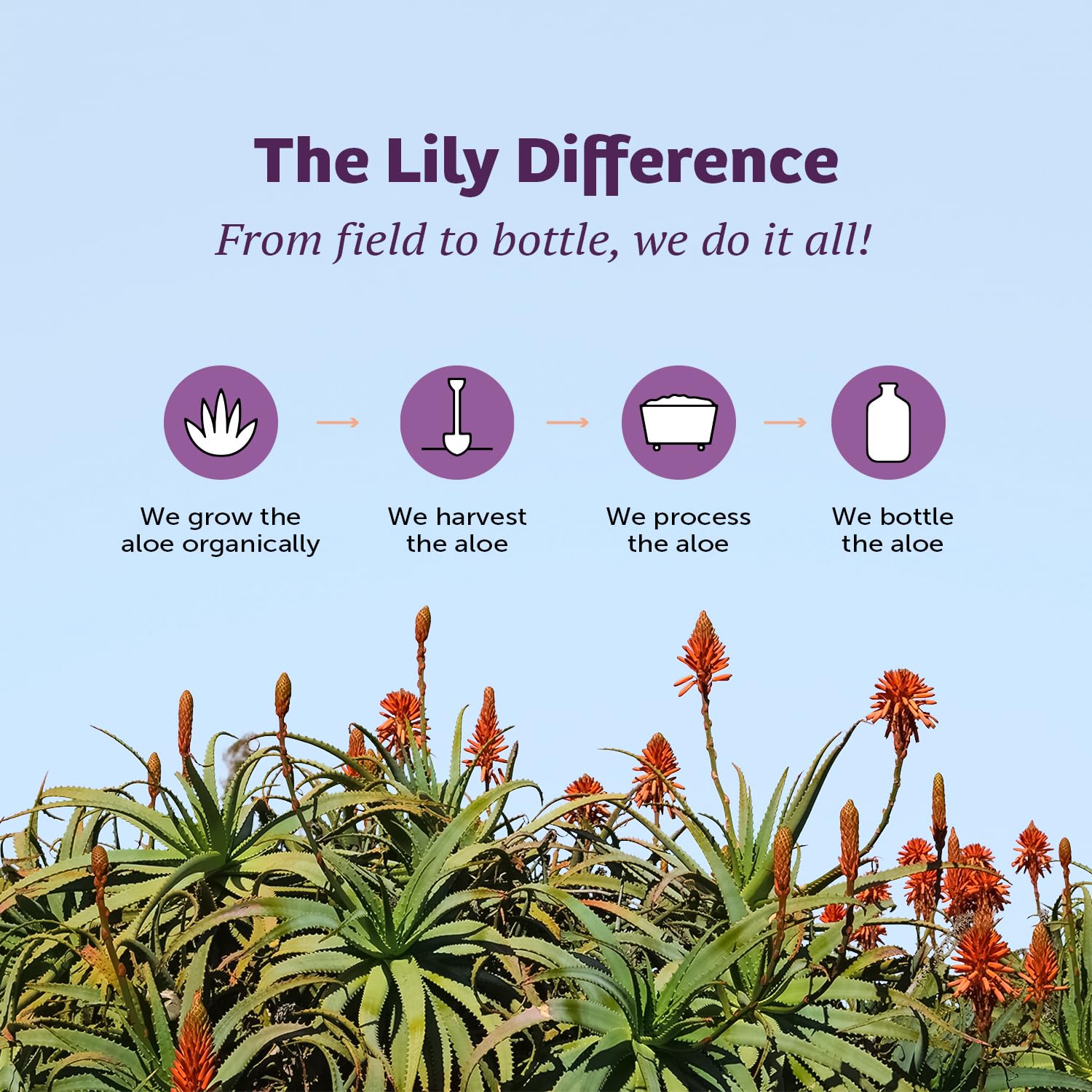 Lily of the Desert Aloe Vera Juice, Whole Leaf Filtered, Organic & Preservative Free – Natural Vitamins, Digestive Enzymes for Gut Health, Lily Of The Desert buy supplements canada