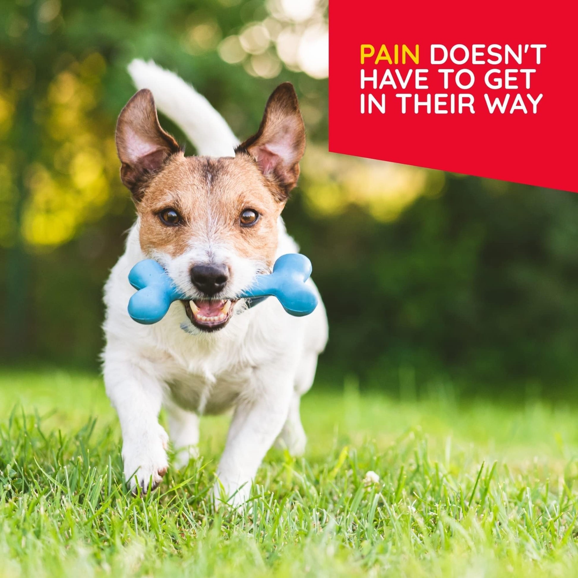 MediNatura Plant-Powered Pet Pain Relief Bundle T-Relief Pet Pain Tablets (90) + T-Relief Pet Arthritis (90) 12 Plant-Based Homeopathic Pain Relievers with Arnica - Support for Muscles, Joints + HIPS MediNatura buy supplements canada