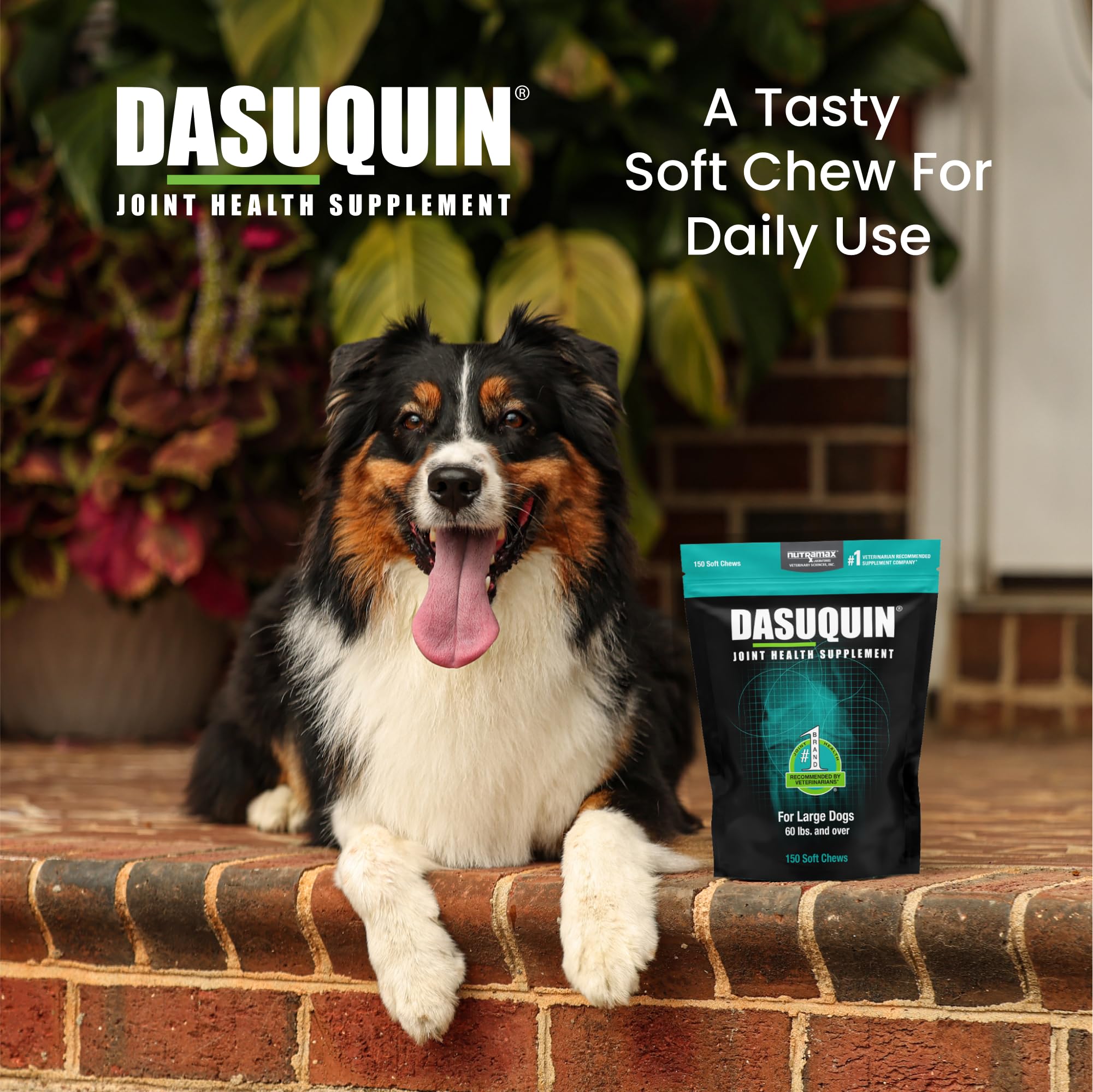 Nutramax Dasuquin for Large Dogs, Joint Health Supplement, Contains Glucosamine for Dogs, Plus Chondroitin, ASU and More, Supports Healthy Joints, Soft Chews, 150 Count Nutramax Laboratories buy supplements canada