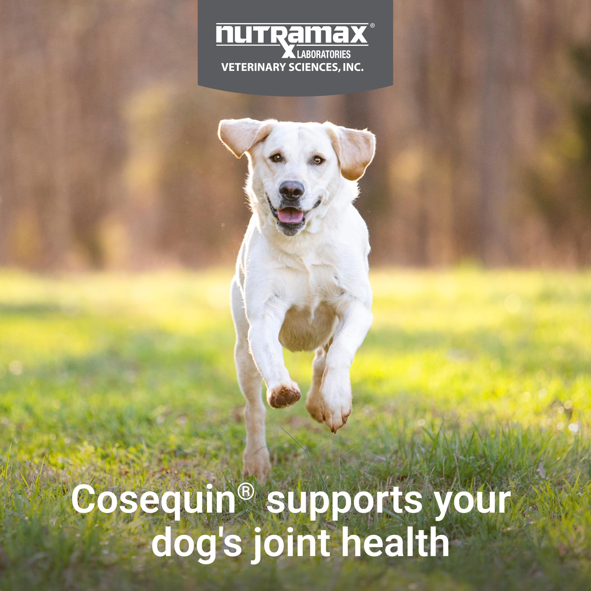 Nutramax Cosequin for Dogs Joint Health Supplement, Contains Glucosamine, Plus Chondroitin, MSM and Omega-3s, Supports Joint and Skin and Coat Health, Soft Chews, 120 Count Nutramax Laboratories buy supplements canada