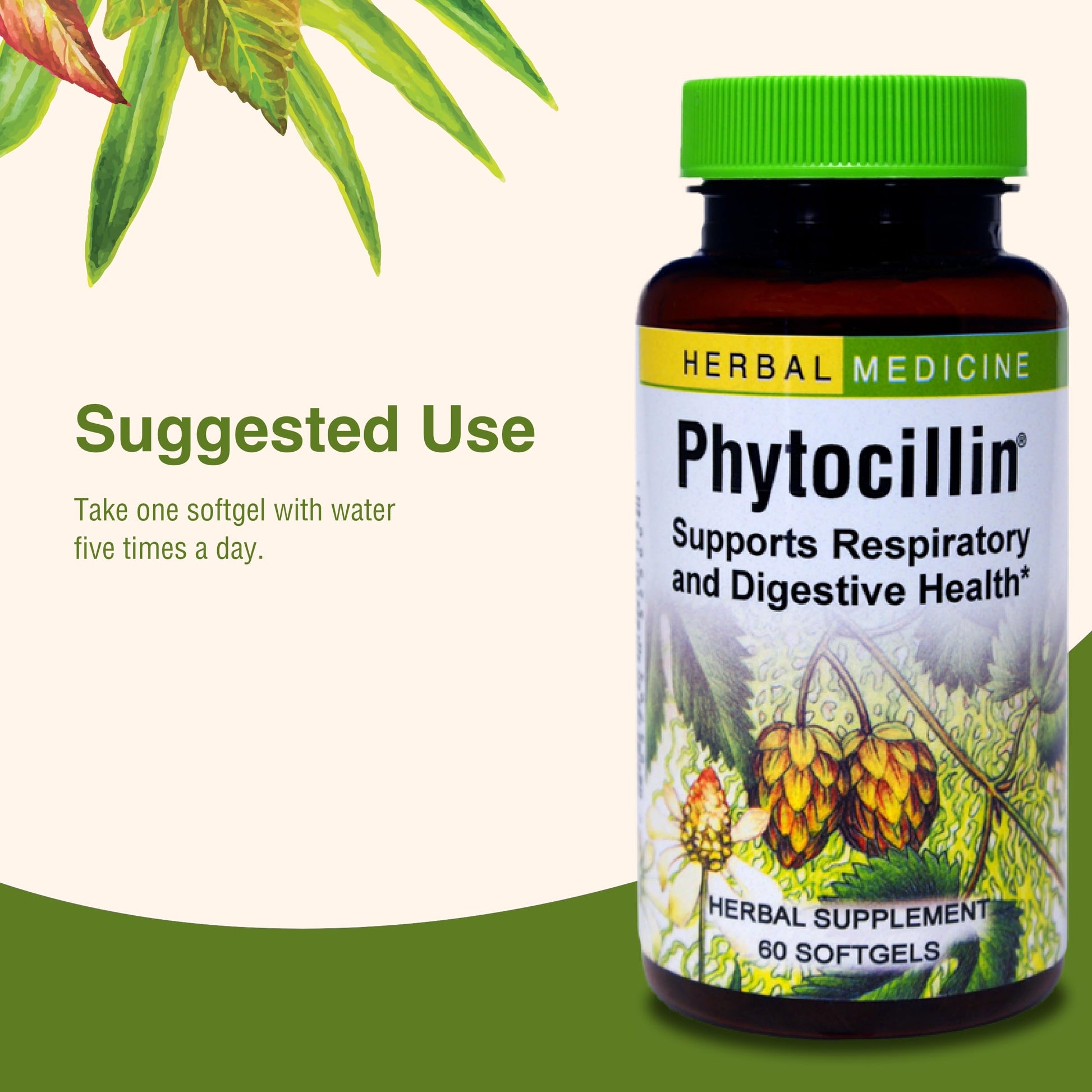 Herbs Etc. Phytocillin - Respiratory & Digestive Health Support Supplement - Herbal Formula to Support Digestion - Support Healthy Breathing - 60 Softgels (60 Servings) Herbs Etc. buy supplements canada