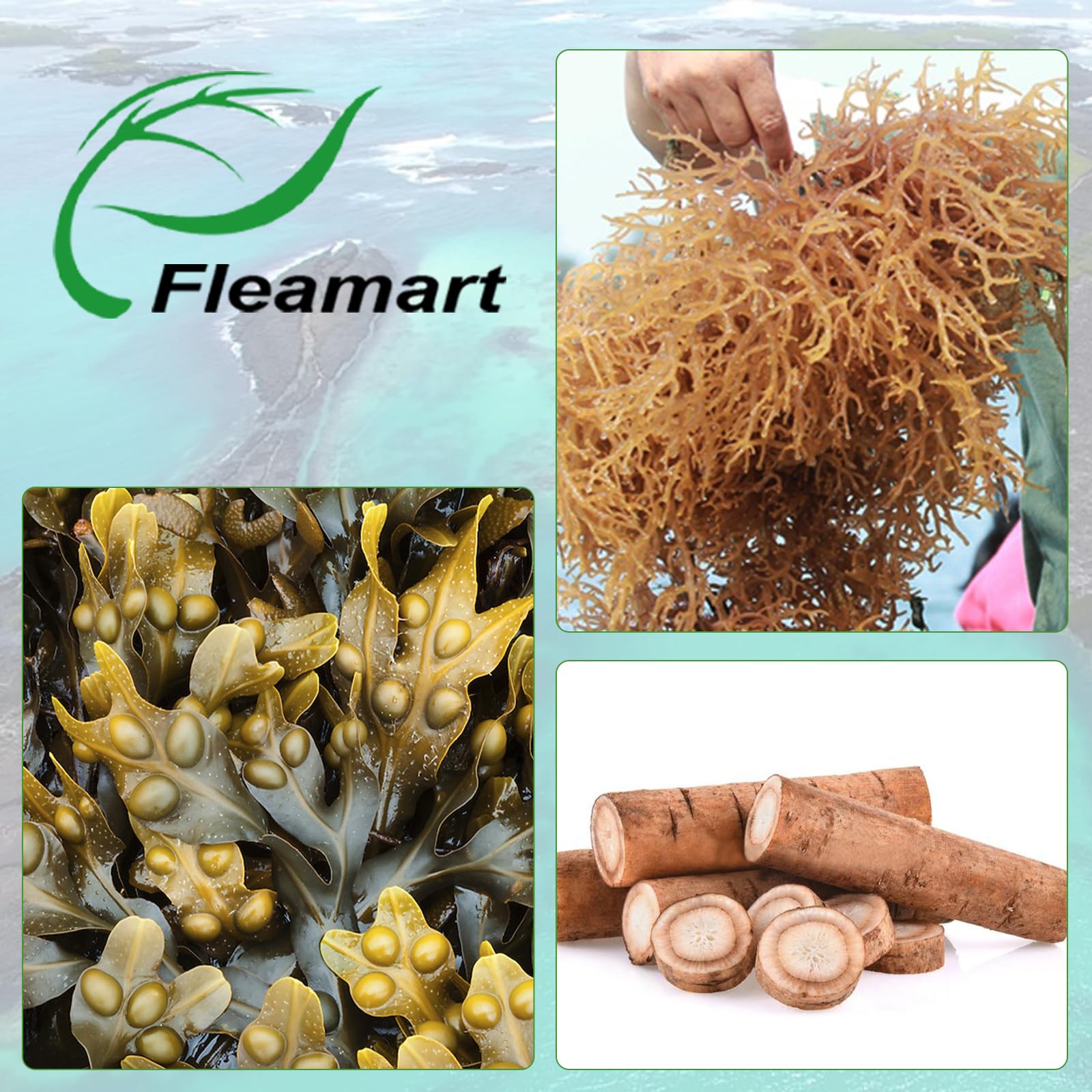 Fleamart Irish Sea Moss Capsules 120ct Raw Organic Sea Moss Wildcrafted Bladderwrack Fleamart buy supplements canada