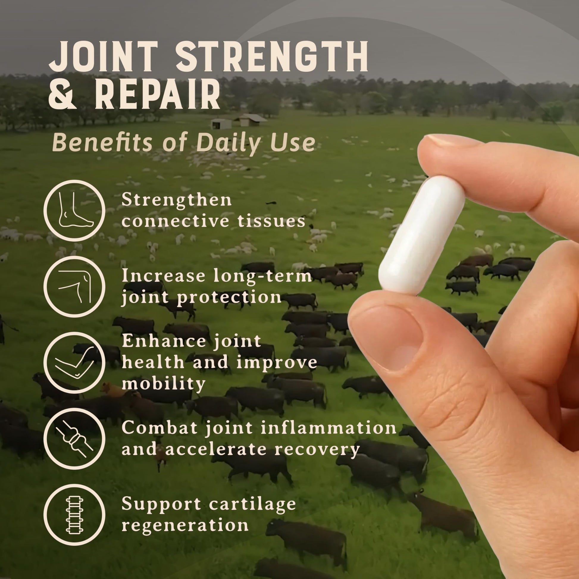 Heart & Soil 100% Grass Fed & Finished Joint Support Supplement from Regenerative Cattle with Trachea, Scapula & Bone Marrow – Supports Joint Strength & Mobility – 3000mg – Glass Bottle – 180 Capsules HEART & SOIL buy supplements canada