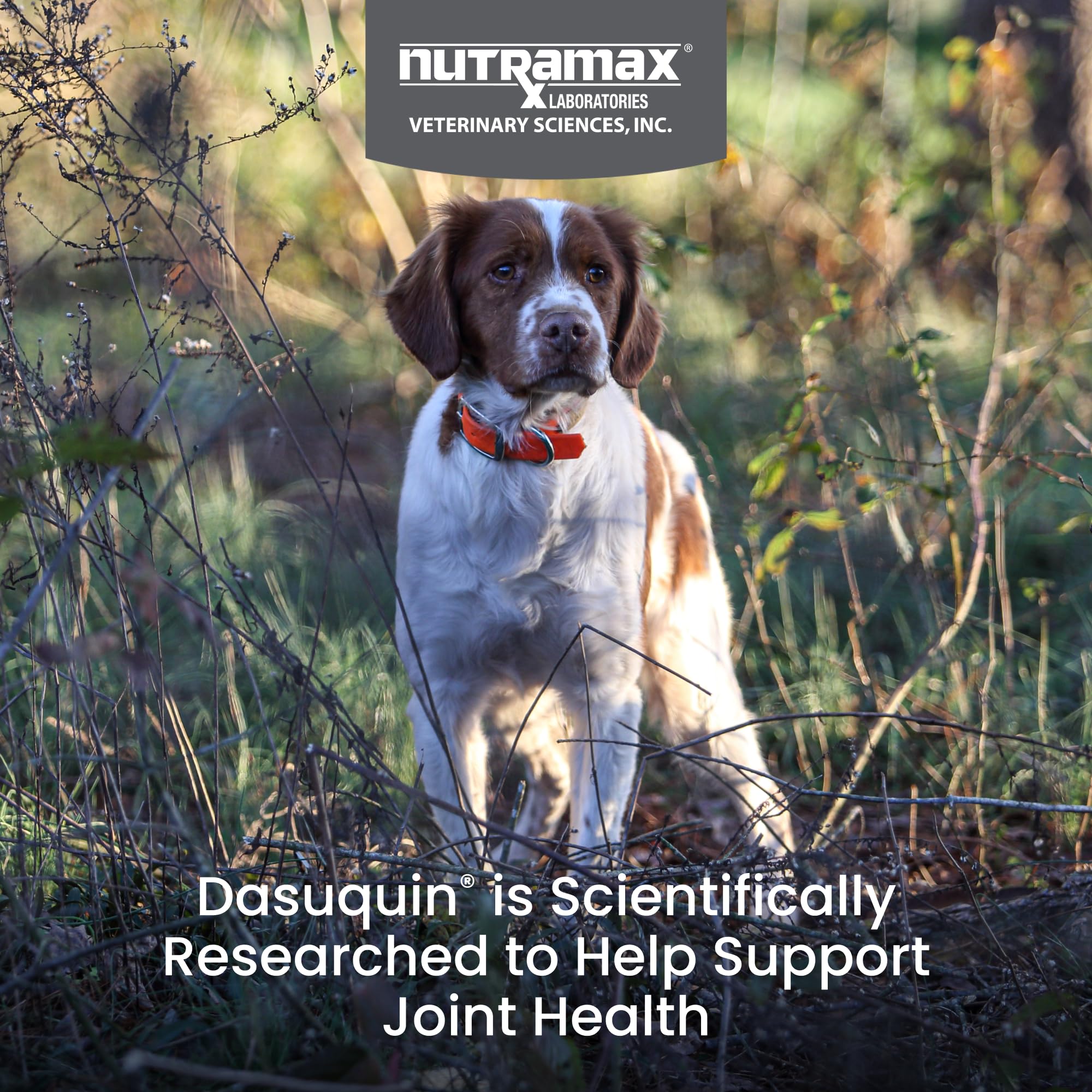 Nutramax Dasuquin for Small to Medium Dogs, Joint Health Supplement, Contains Glucosamine for Dogs, Plus Chondroitin, ASU, MSM and More, Supports Healthy Joints, Chewable Tablets, 150 Count Nutramax Laboratories buy supplements canada