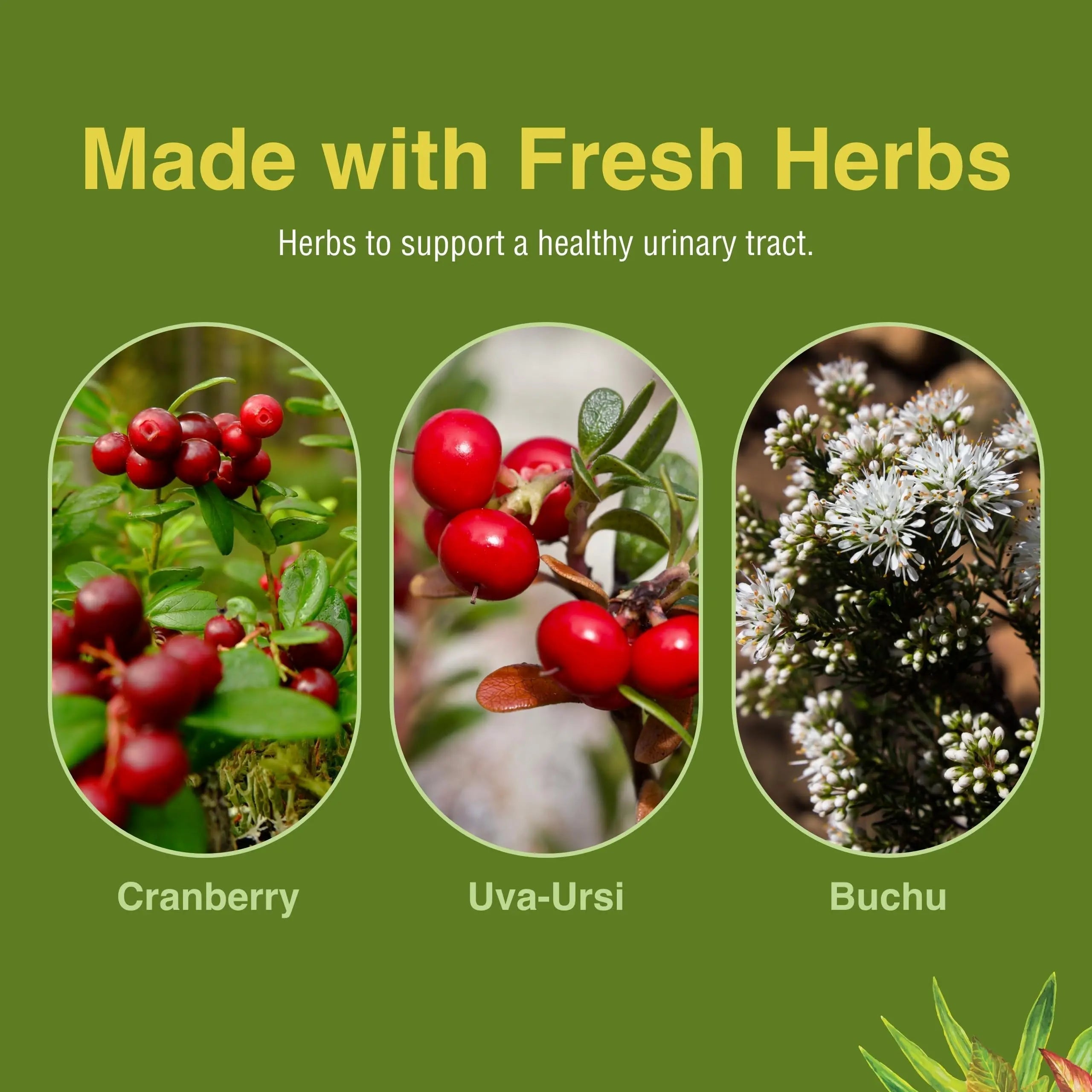 Herbs Etc. CranBladder ReLeaf Softgels - Bladder Health Support - Natural Supplement Formula to Aid Urinary Health & Comfort - Optimal Urinary Support with Cranberry - 60 Softgels (60 Servings) Herbs Etc. buy supplements canada