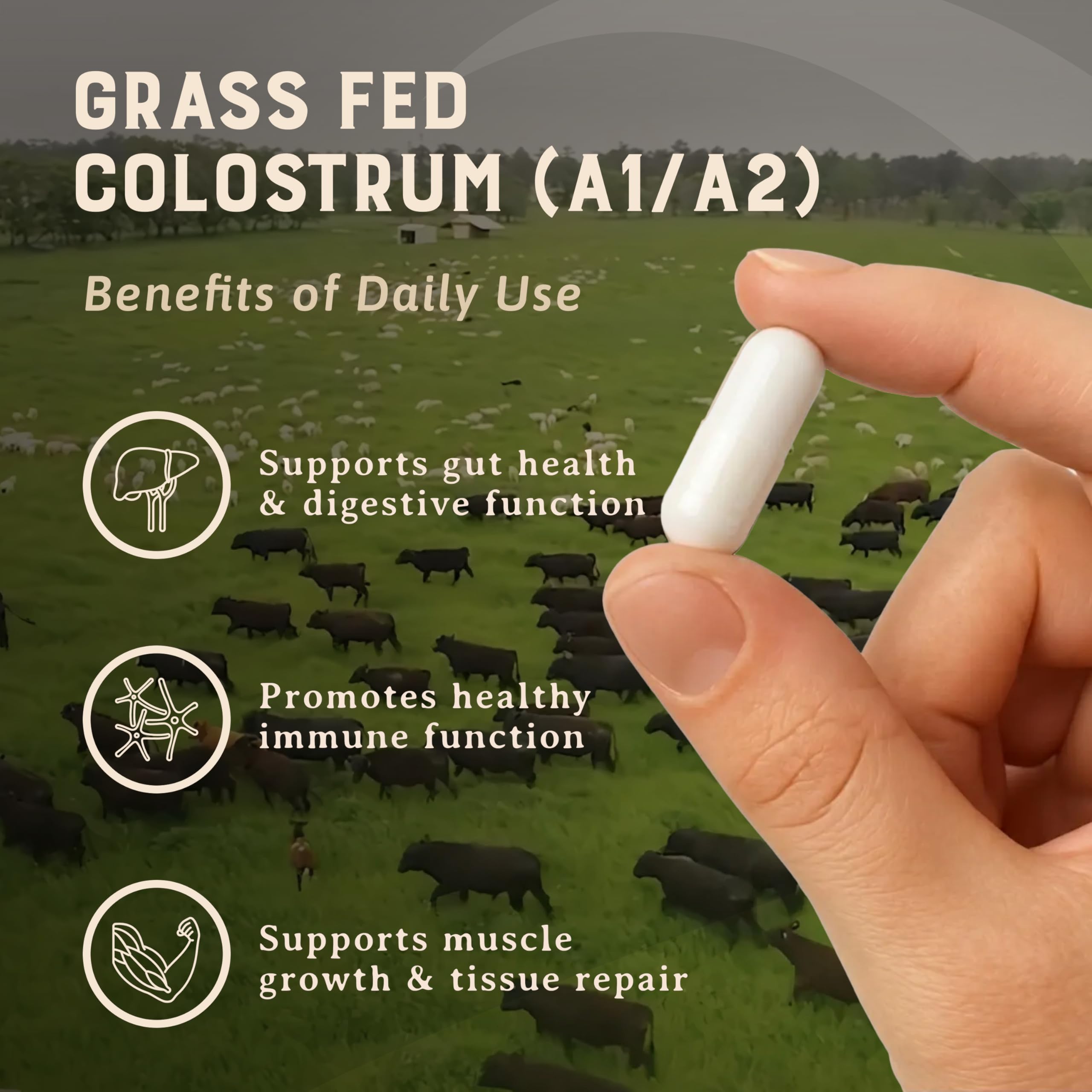 HEART & SOIL 100% Grass Fed & Finished Colostrum Supplement from Regenerative Cattle for Gut, Muscle & Immune Health – 3000mg Bovine Colostrum Capsules - Gut Health for Men & Women –180 Capsules HEART & SOIL buy supplements canada