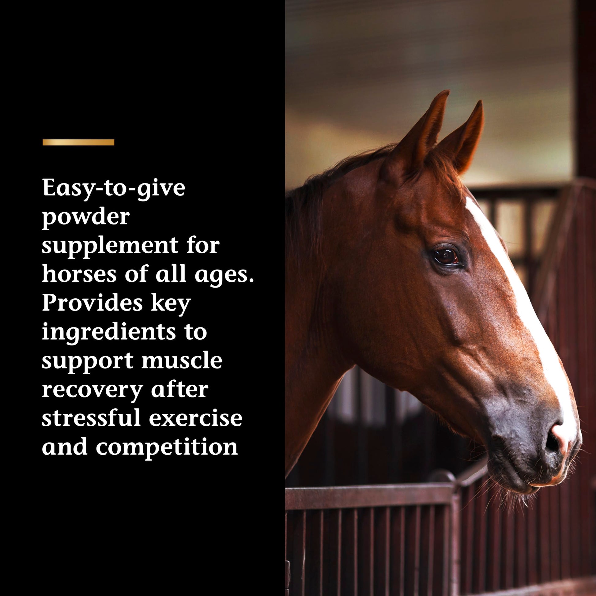 Vita Flex Pro Recovery by the Makers of Lactanase, Post Performance Horse Supplements 40 g, Show Safe Muscle Recovery Supplements, Amino Acids for Horses, Strength & Joint Health Vita Flex buy supplements canada