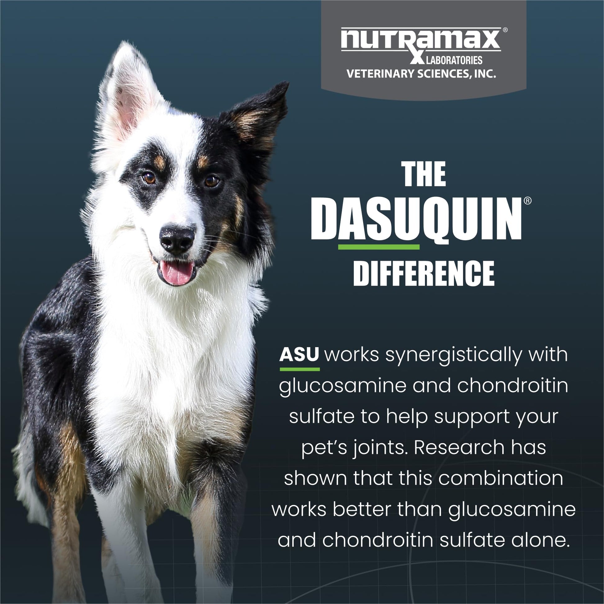 Nutramax Dasuquin for Small to Medium Dogs, Joint Health Supplement, Contains Glucosamine for Dogs, Plus Chondroitin, ASU and More, Supports Healthy Joints, Chewable Tablets, 150 Count Nutramax Laboratories buy supplements canada