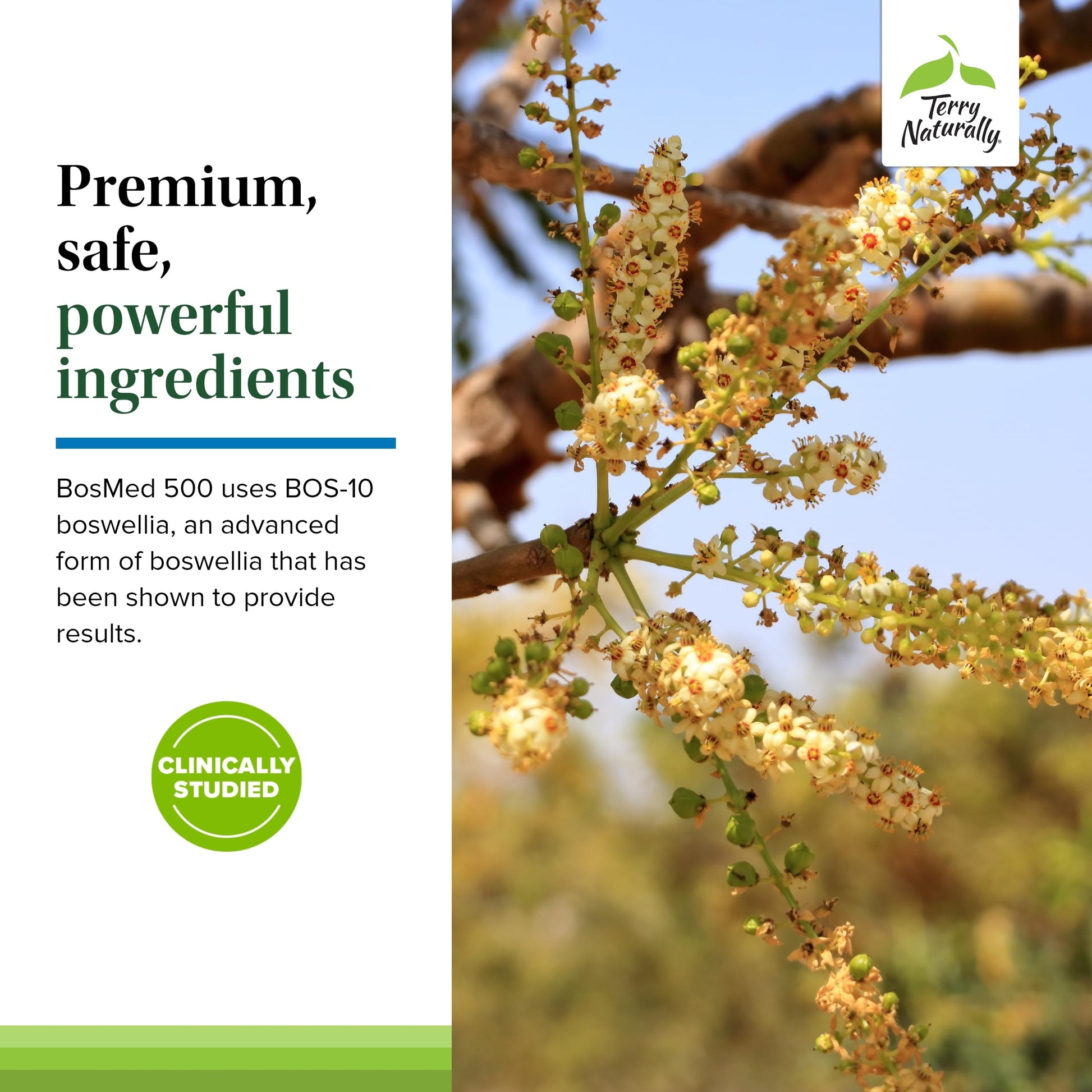 Terry Naturally BosMed 500 Extra Strength - Boswellia Serrata Extract Supplement - Supplement for Healthy Lung Support - Herbal Supplement Formula with High Levels of AKBA - 120 Softgels Terry Naturally buy supplements canada