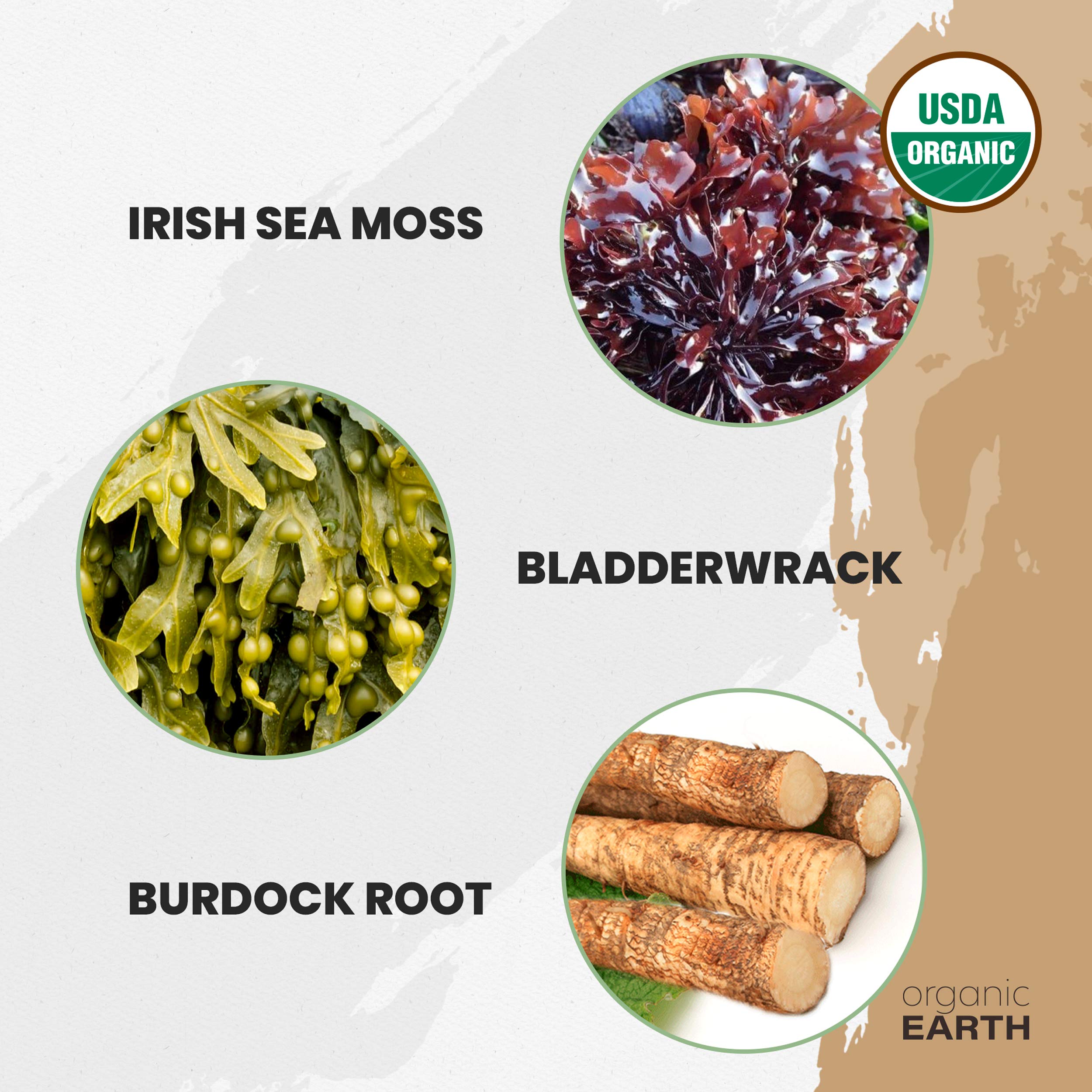 Organic Earth Irish Sea Moss Powder 8oz - Wildcrafted Sea Moss Organic with Bladderwrac Organic Earth buy supplements canada