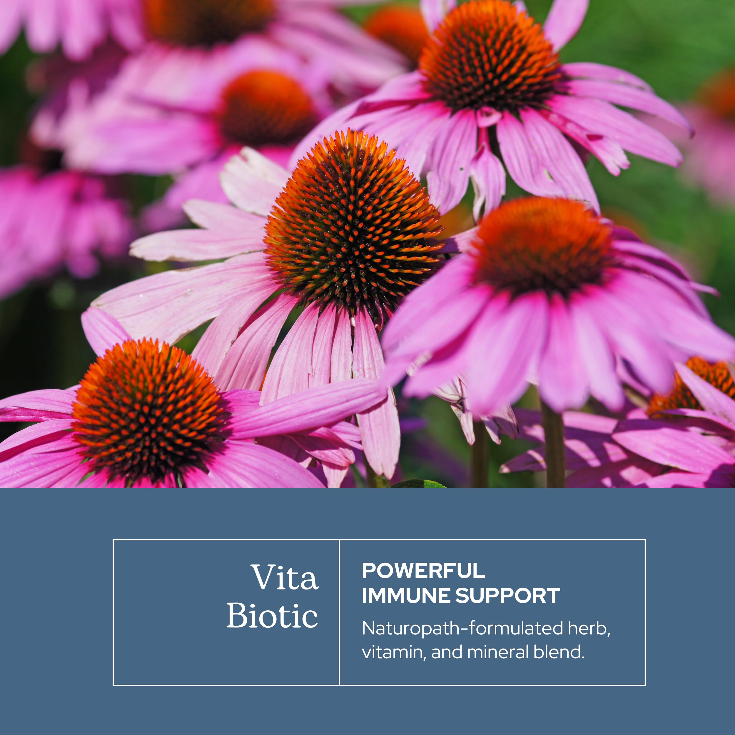 Eclectic Herb - Vitabiotic Capsules | Immune Support | Natural Herbal Multivitamin Supplement | Freeze Dried, Organic, Non-GMO, Vegan, Whole Herb (150 CT | 750 mg) ECLECTIC INSTITUTE buy supplements canada