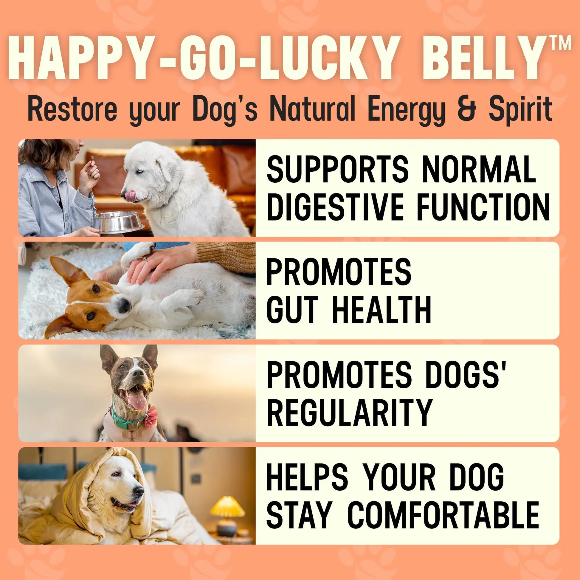 Better Dog Supplements Happy-Go-Lucky Belly by Cesar Millan - Natural Dog Digestive Support Powder – Dog Constipation Relief, Gut Balance & Regularity with Herbal Fiber for Dogs – 4oz (60-Day Supply) Better Dog Supplements By Cesar Millan buy supplements canada