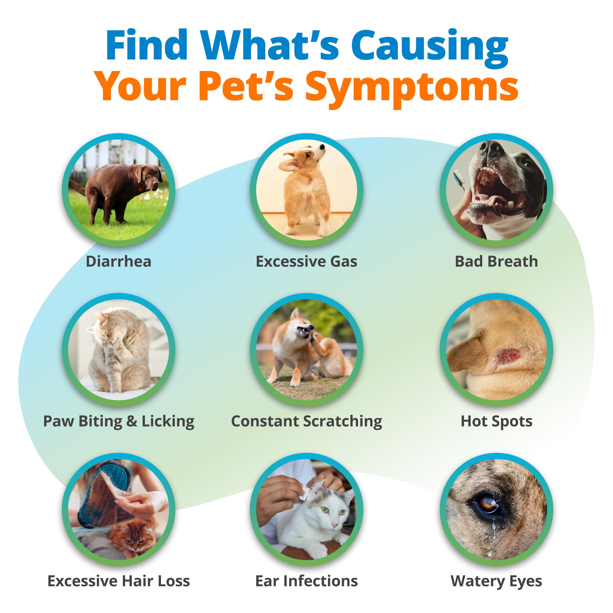 5Strands Pet Food Intolerance & Environmental Sensitivity Test, at Home Gut Health Test for Dogs & Cats, 857 Items Tested, Pet Health Check, Results in 4 Days, for All Ages and Breeds 5Strands buy supplements canada