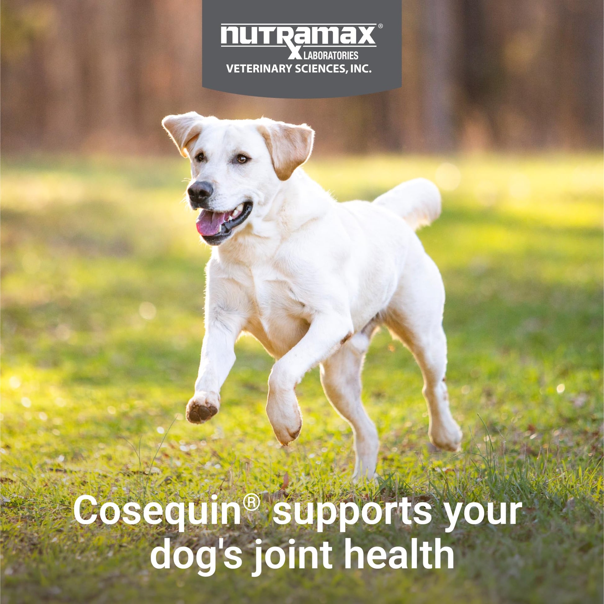 Nutramax Laboratories Cosequin Maximum Strength Joint Health Supplement for Dogs - With Glucosamine, Chondroitin, and MSM, 2 Pack, 264 Total Chewable Tablets Nutramax Laboratories buy supplements canada