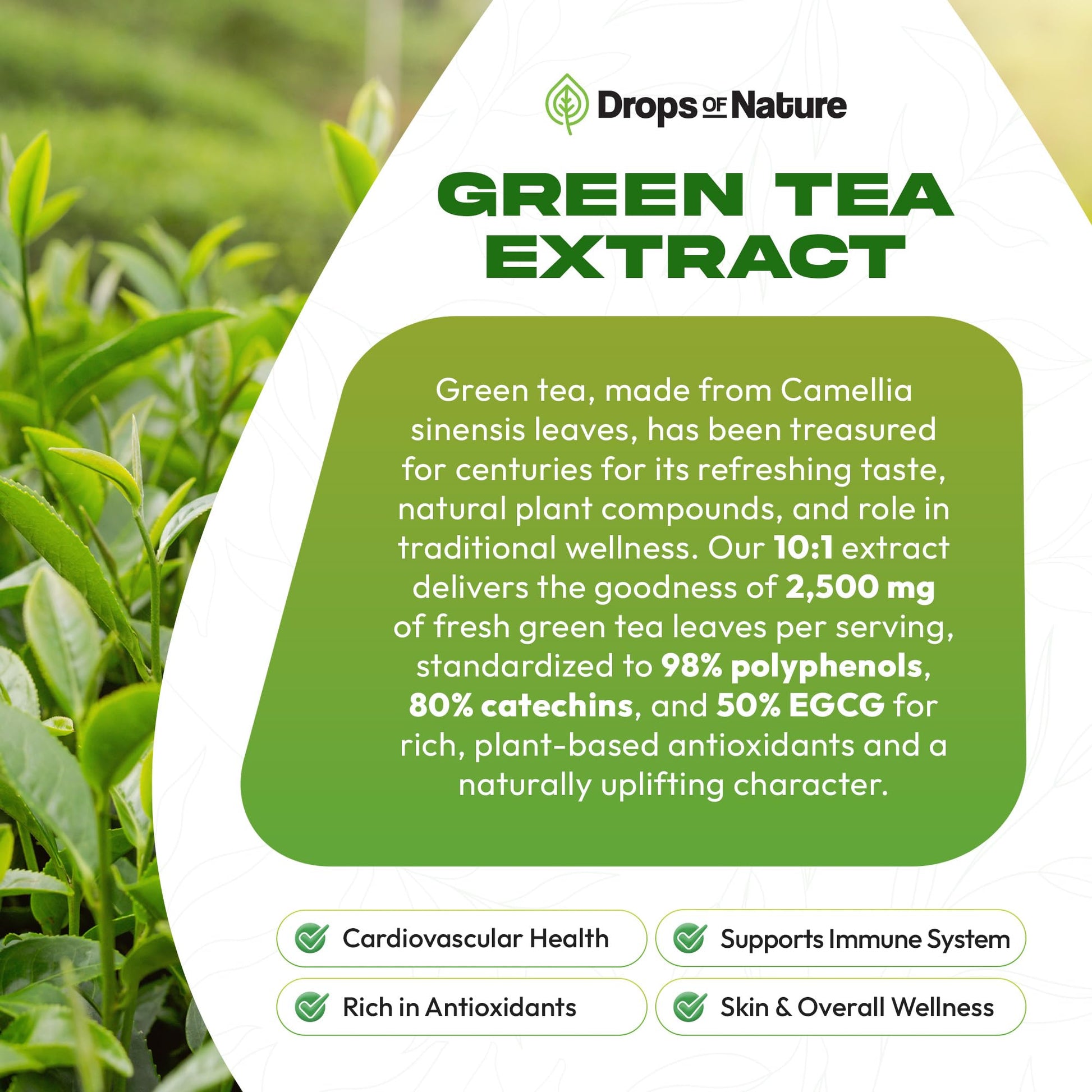 Green Tea 10:1 Extract 50% EGCG - Green Tea Liquid Drops - Vegan, 4X More Powerful Than Pills & Capsules - 2oz Antioxidant & Immune Supplement Drops Of Nature buy supplements canada