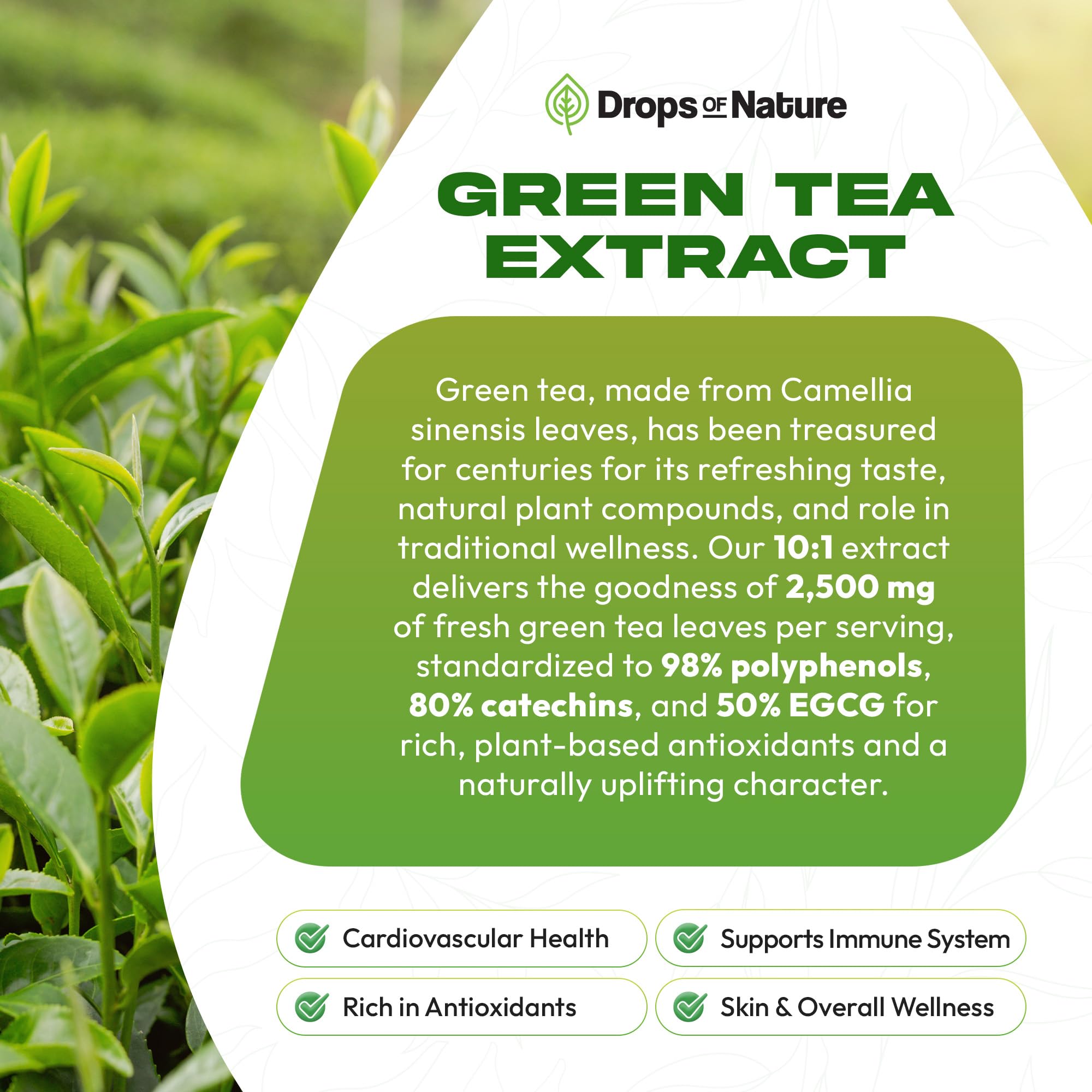 Green Tea 10:1 Extract 50% EGCG - Green Tea Liquid Drops - Vegan, 4X More Powerful Than Pills & Capsules - 2oz Antioxidant & Immune Supplement Drops Of Nature buy supplements canada