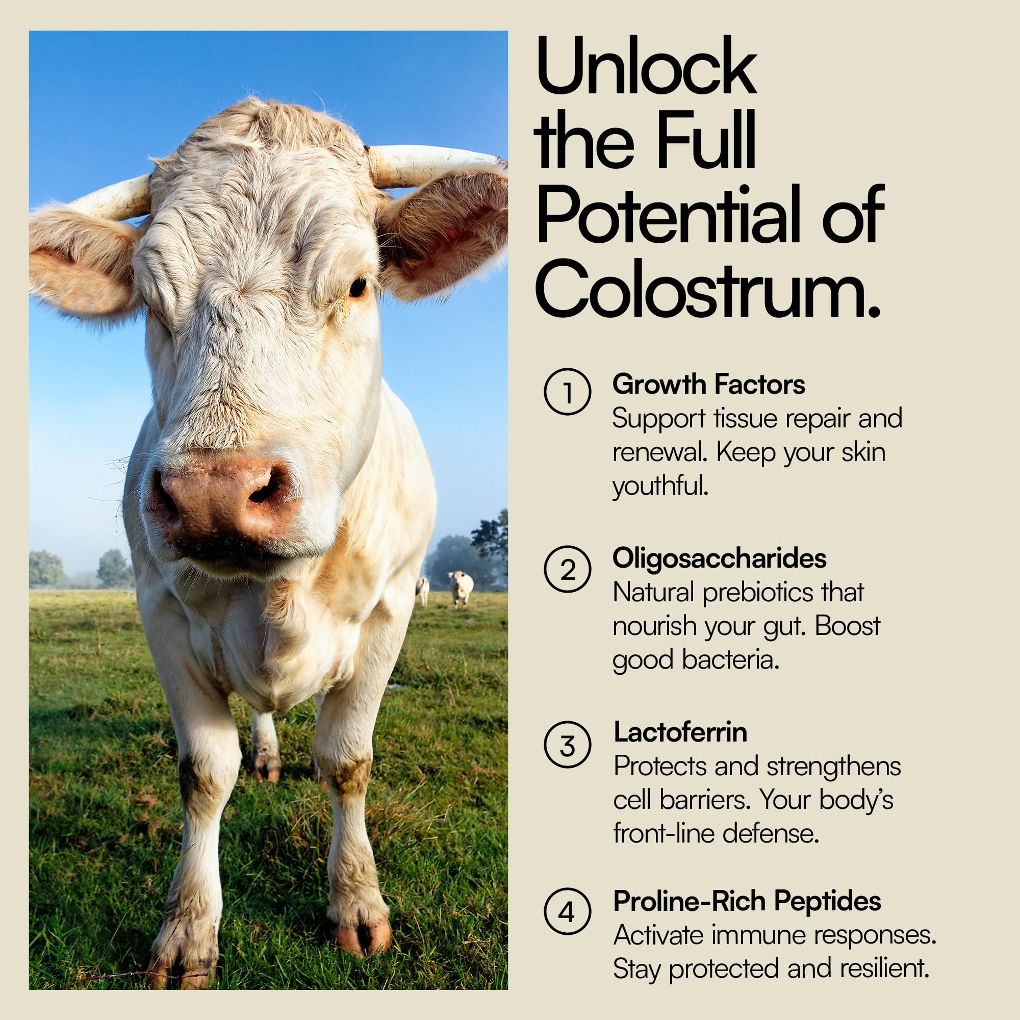 Heylo Premium Colostrum Powder – 100% Pure, Grass-Fed Bovine 40% IgG Supplement, Natural Gut Health Bloating Immunity Skin & Hair, Muscle Recovery, Rich in Immunoglobulins, 60 Servings Heylo Health buy supplements canada