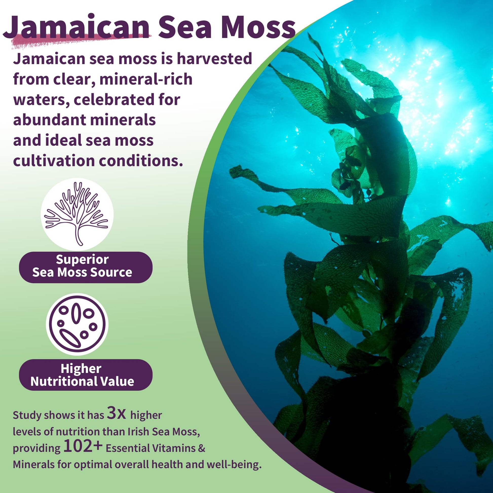 Sea Moss Supplement 5000mg, Sugar Free Sea Moss Gummies, Irish Sea Moss EnvyDeal buy supplements canada