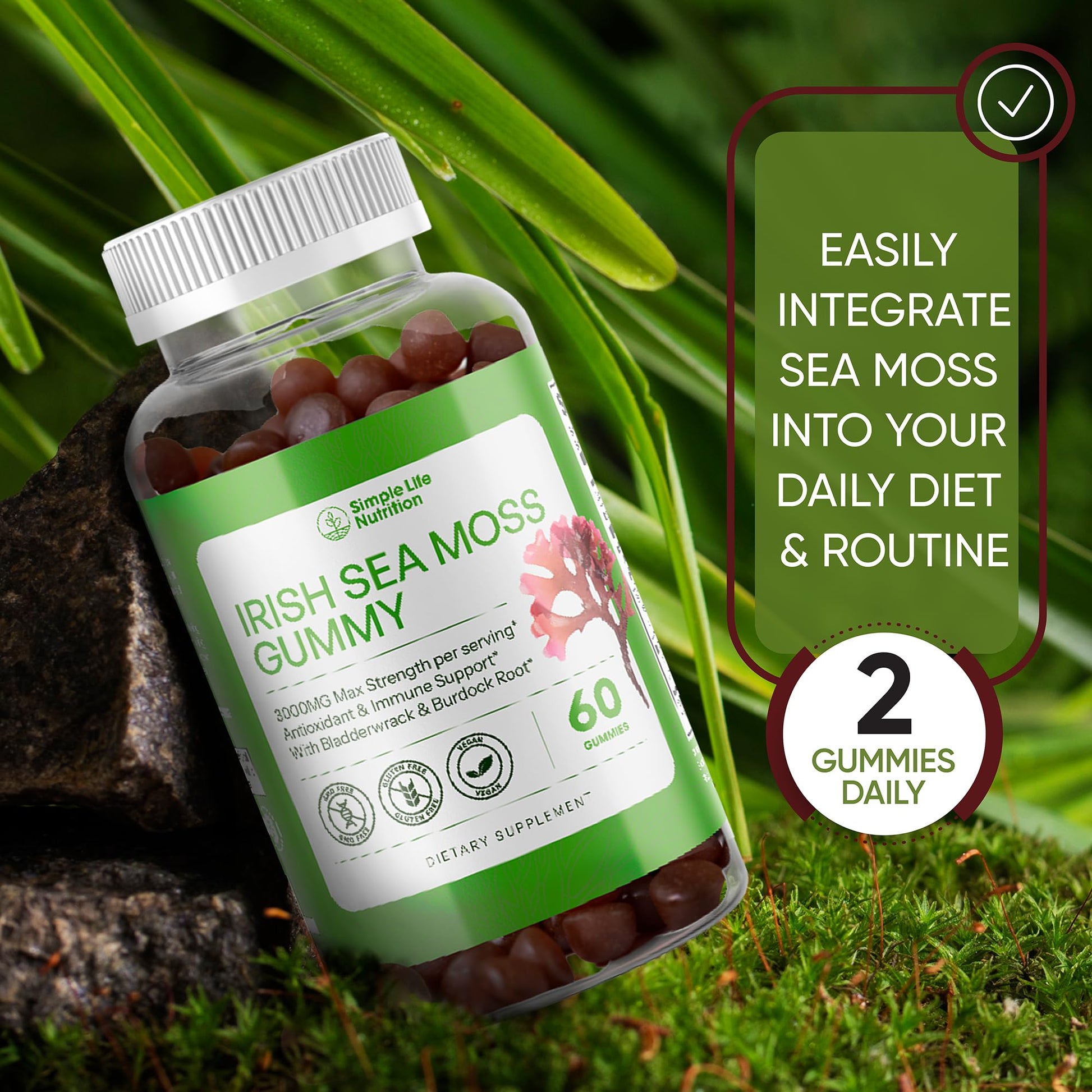 Simple Life Nutrition Organic Irish Sea Moss Gummies - Burdock Root and Bladderwrack Natural Blend - Immune System Gut Cleanse & Thyroid Supplement - Skin and Nail Health - 60CT Simple Life Nutrition buy supplements canada