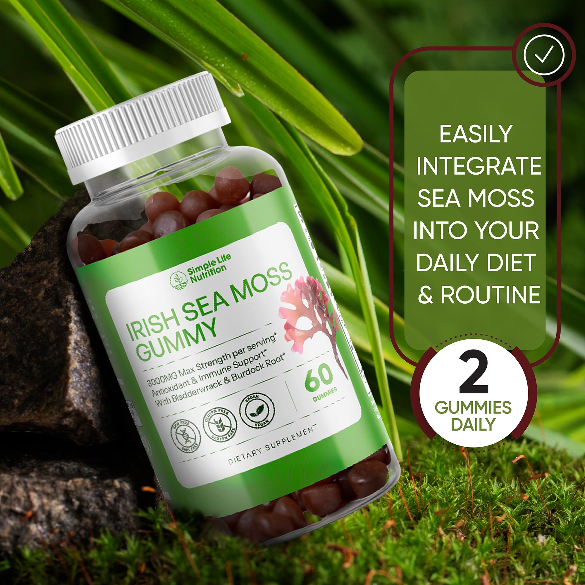 Simple Life Nutrition Organic Irish Sea Moss Gummies - Burdock Root and Bladderwrack Natural Blend - Immune System Gut Cleanse & Thyroid Supplement - Skin and Nail Health - 60CT Simple Life Nutrition buy supplements canada