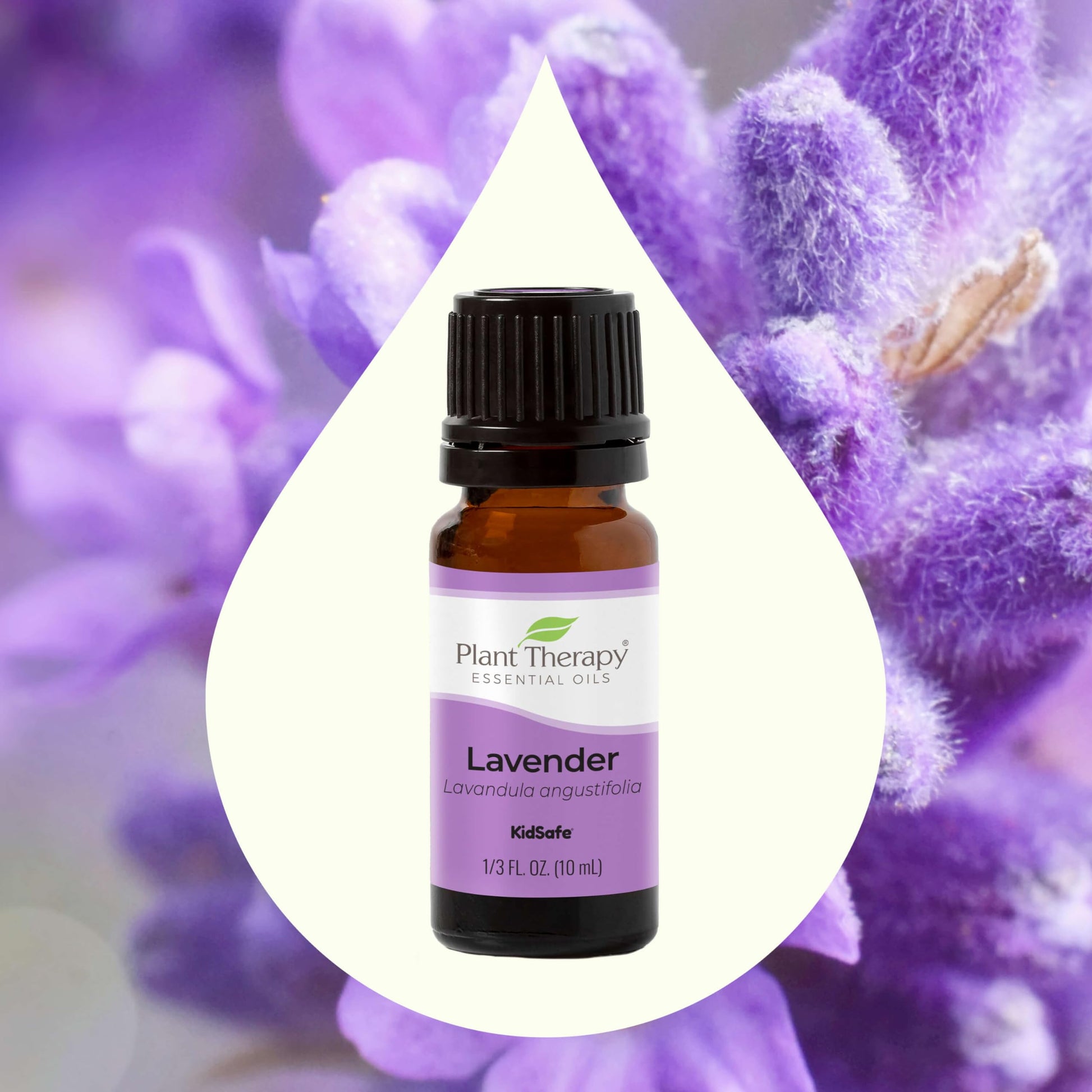 Plant Therapy Lavender Essential Oil 100% Pure, Undiluted, Therapeutic Grade, Aromatherapy Diffuser Plant Therapy buy supplements canada