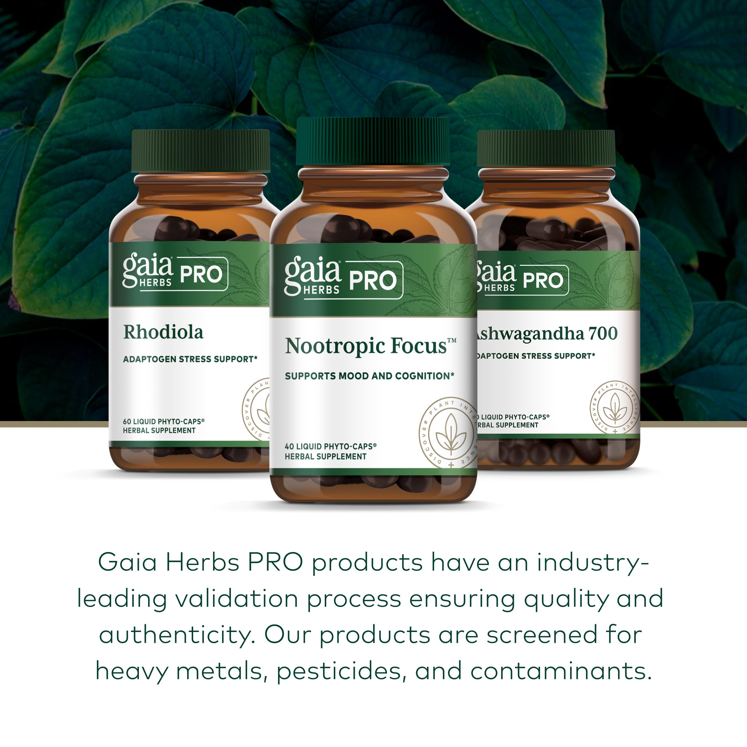 GAIA HERBS PRO Nootropic Focus - Brain Health Support Supplement* - Nootropic Supplement with Saffron, Ginkgo Leaf Extract & Lemon Balm - Vegan, Gluten-Free - 40 Liquid Phyto-Caps (20 Servings) Gaia Herbs PRO buy supplements canada