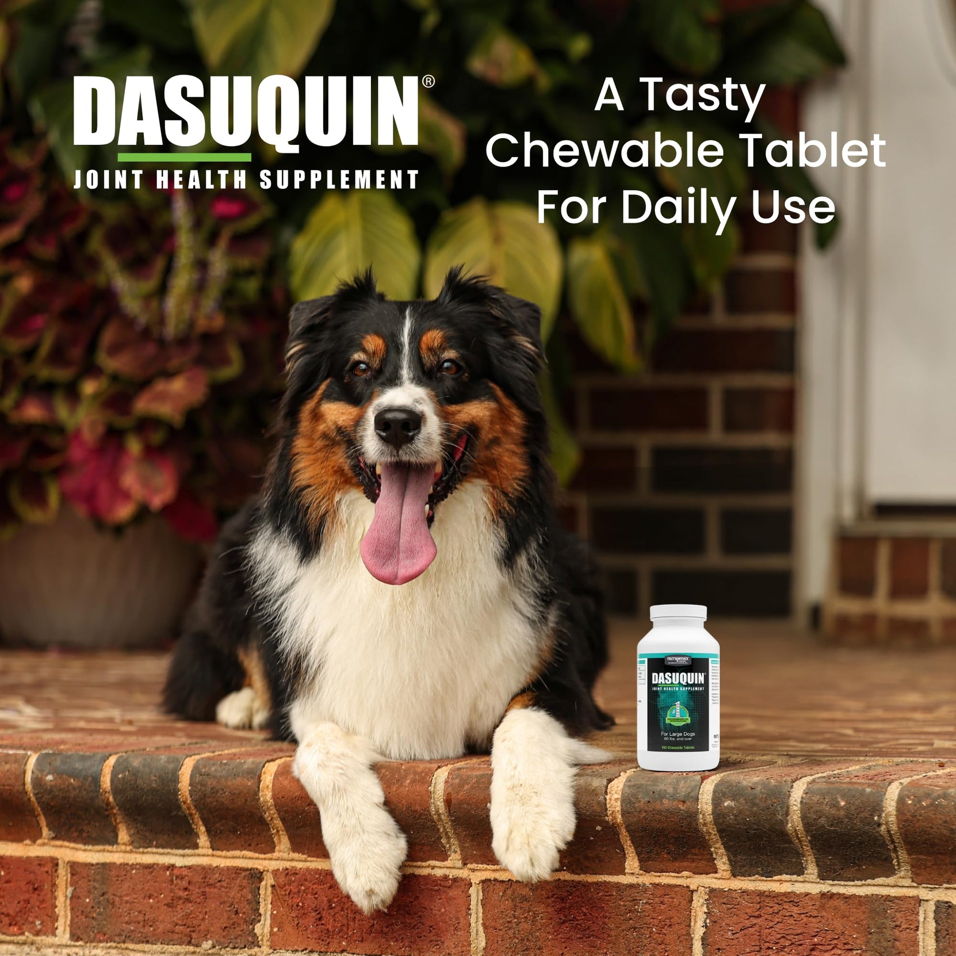 Nutramax Dasuquin for Large Dogs, Joint Health Supplement, Contains Glucosamine for Dogs, Plus Chondroitin, ASU and More, Supports Healthy Joints, Chewable Tablets, 150 Count Nutramax Laboratories buy supplements canada