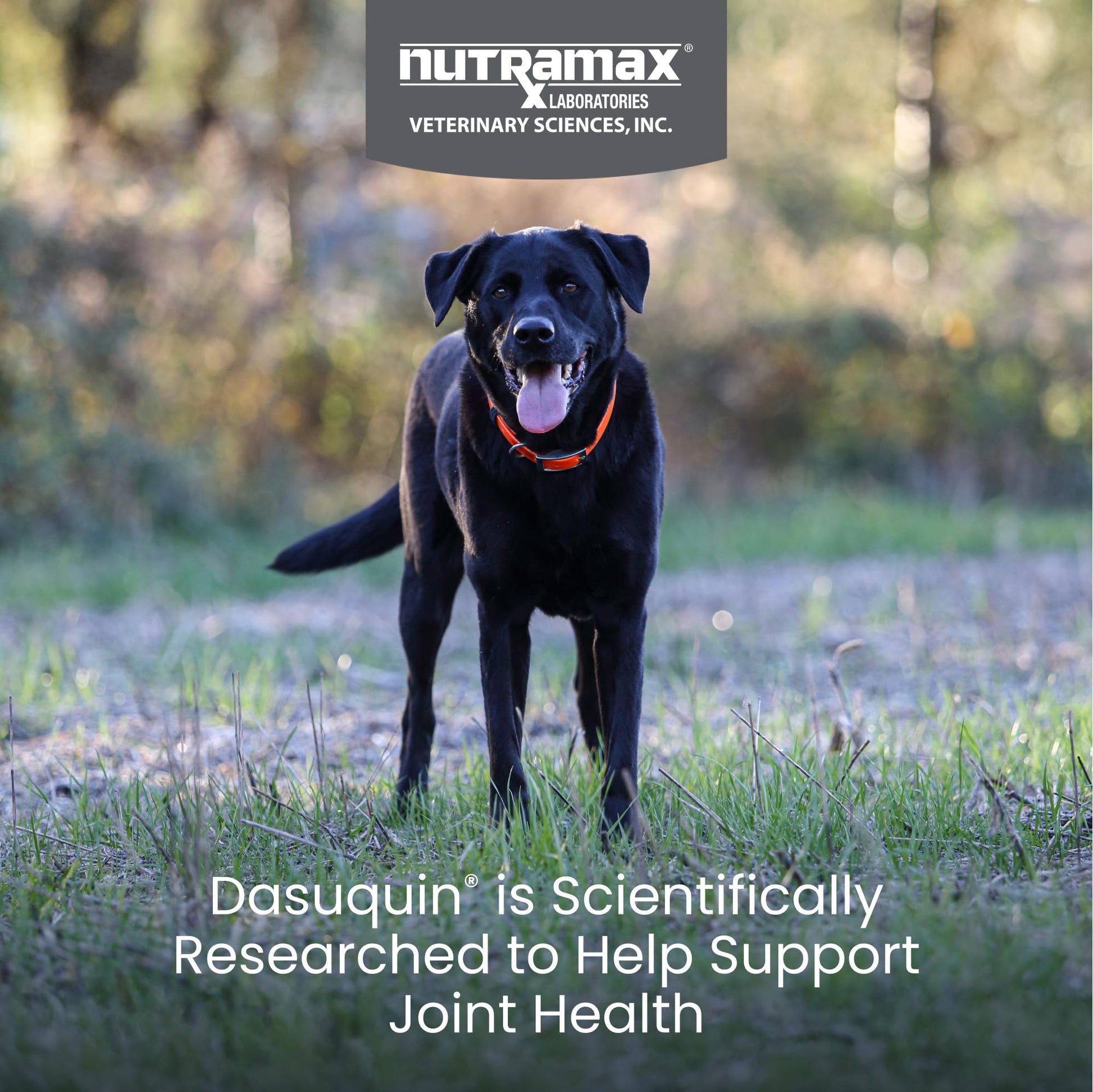 Nutramax Dasuquin for Large Dogs, Joint Health Supplement, Contains Glucosamine for Dogs, Plus Chondroitin, ASU and More, Supports Healthy Joints, Soft Chews, 150 Count Nutramax Laboratories buy supplements canada