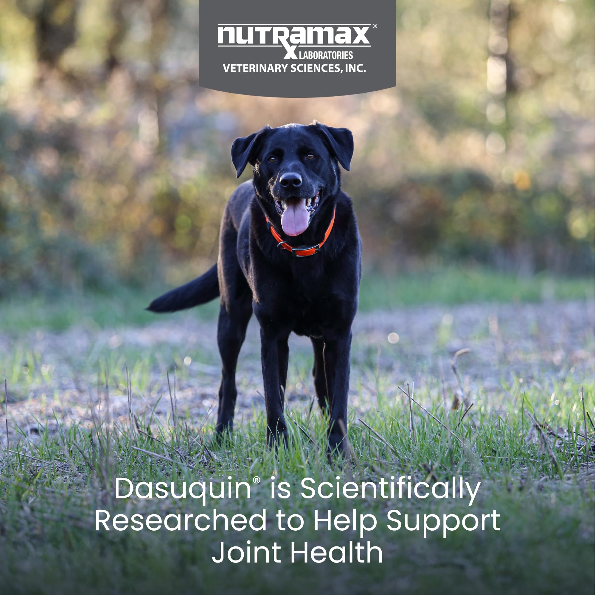 Nutramax Dasuquin for Large Dogs, Joint Health Supplement, Contains Glucosamine for Dogs, Plus Chondroitin, ASU and More, Supports Healthy Joints, Soft Chews, 150 Count Nutramax Laboratories buy supplements canada